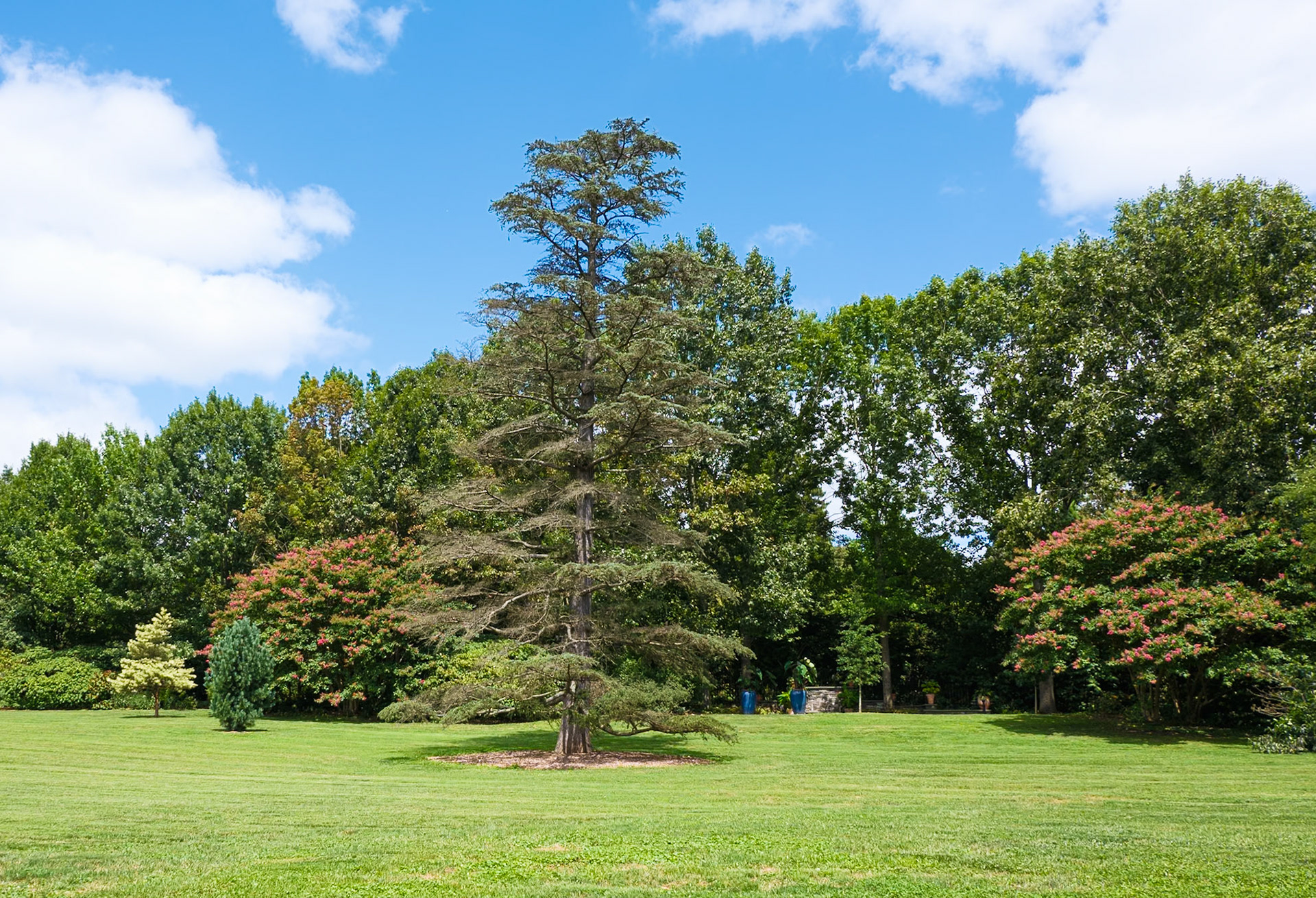 Older Tree at Morris Arboretum August 2024