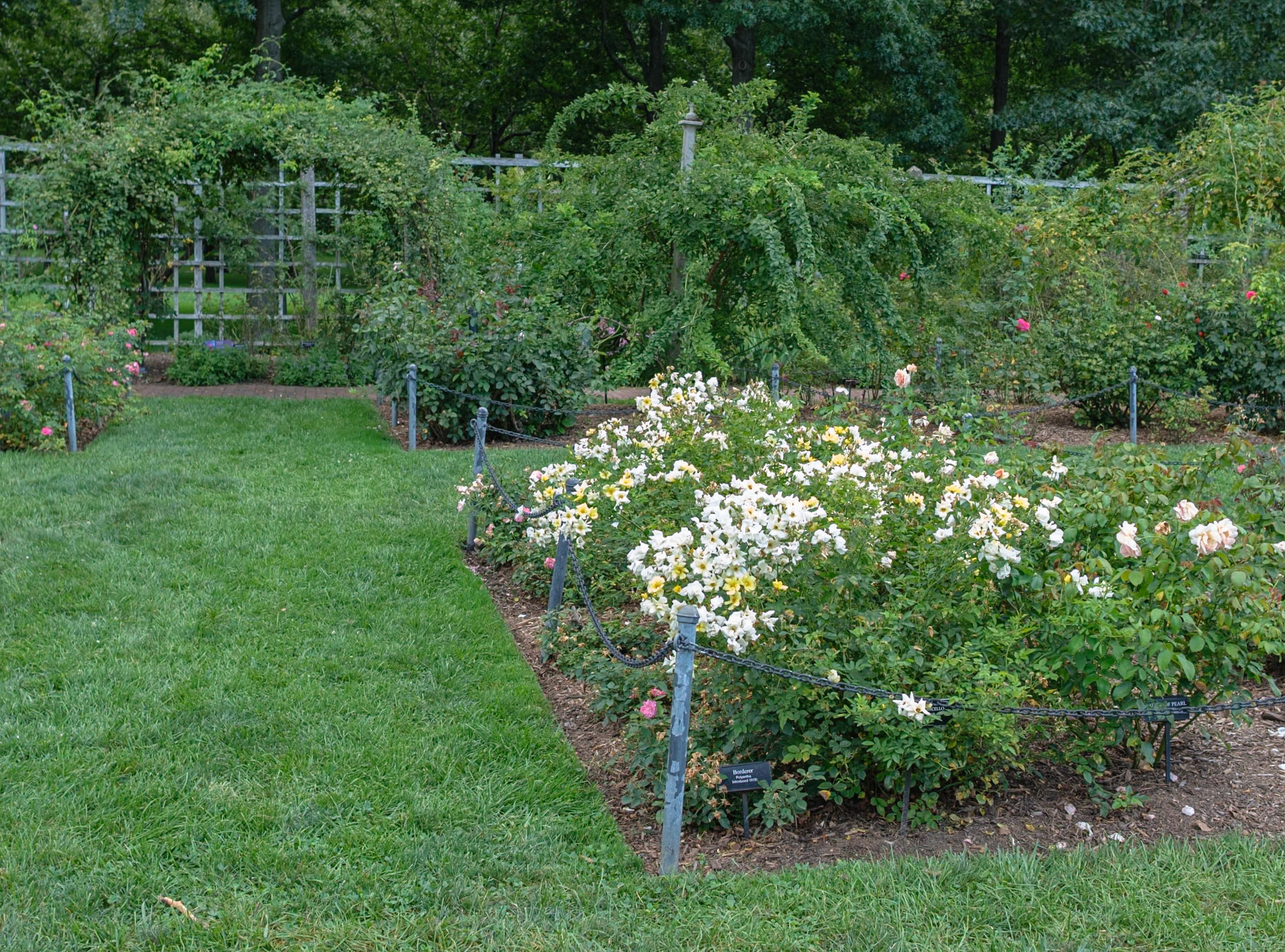 White and Yellow Roses at Brooklyn Botanic