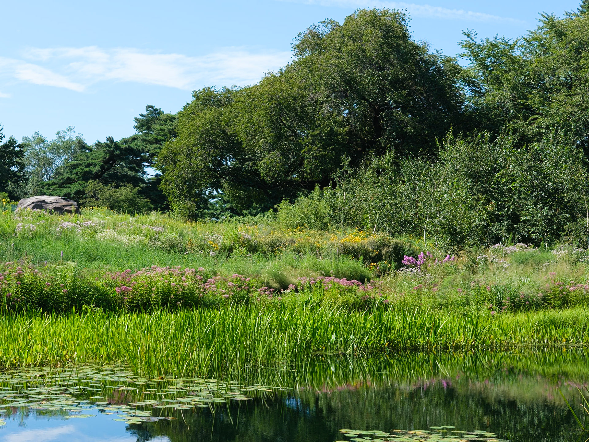 Native Plantings Section and Pond for Water Plants NYBG