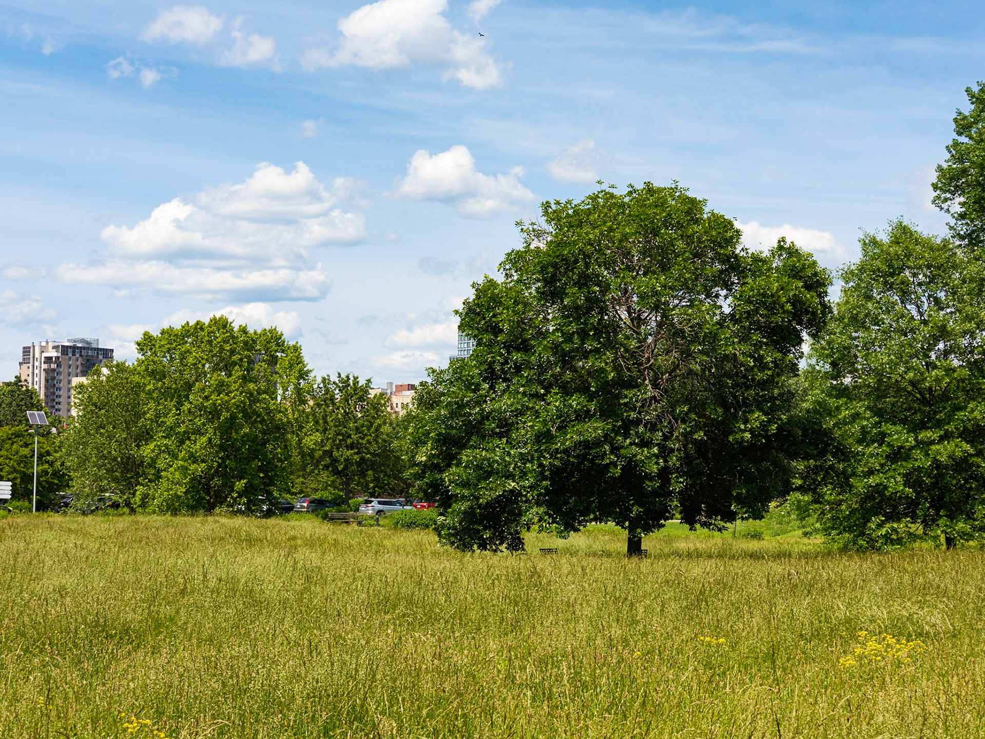 Looking North From Meadow at Queens Botanical
