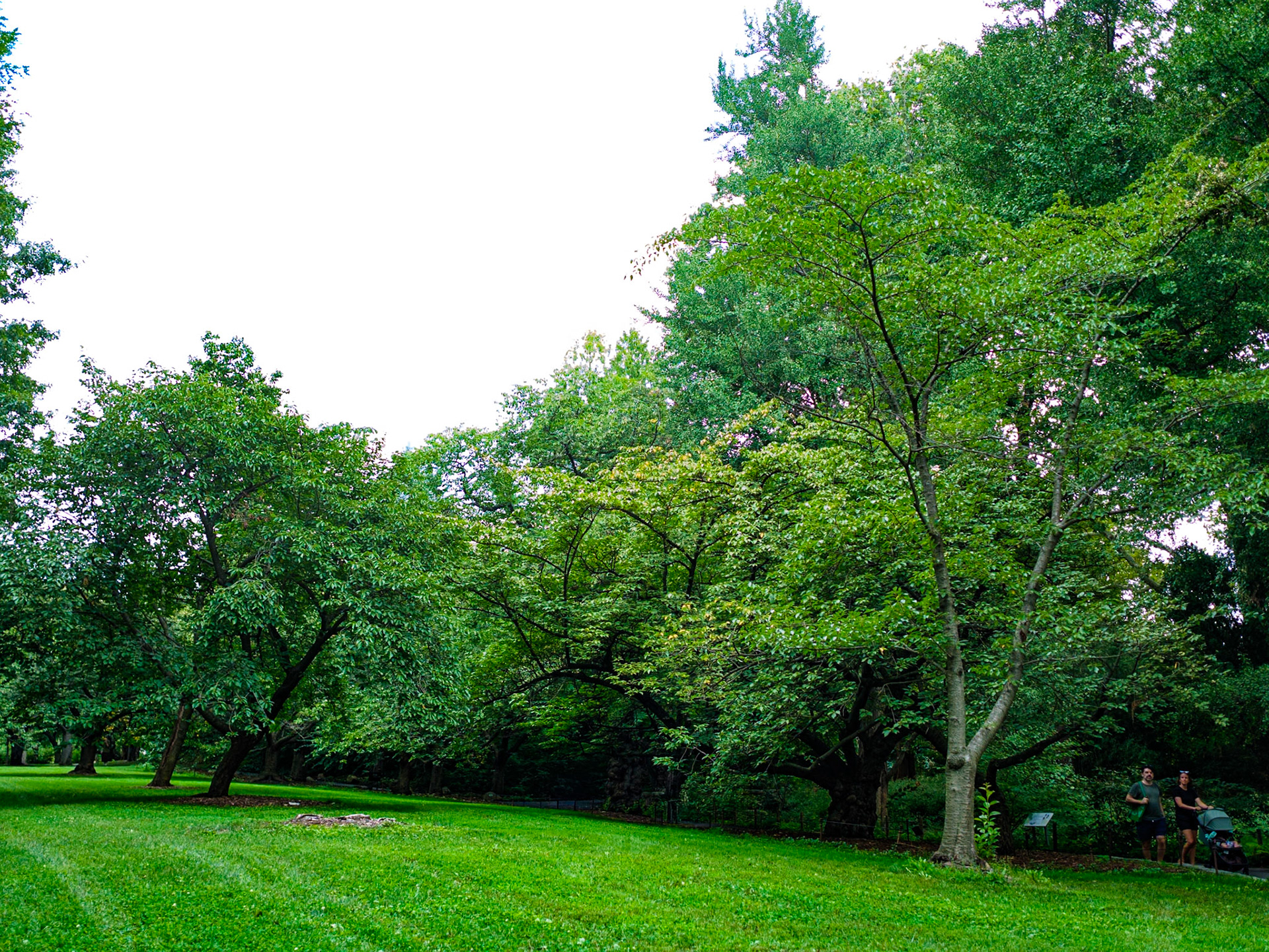 Tree Tangle at Brooklyn Botanic