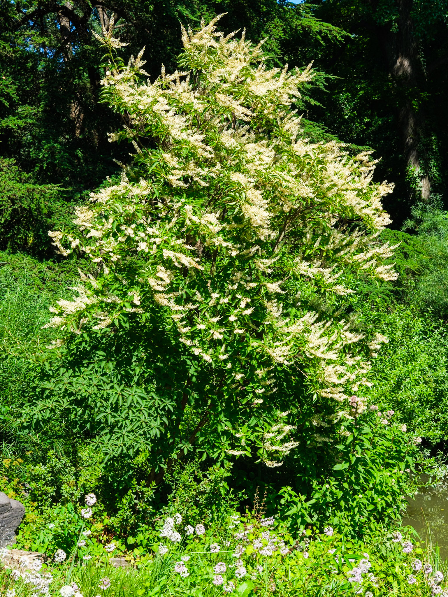 Flowering Rock Garden Bush at NYBG