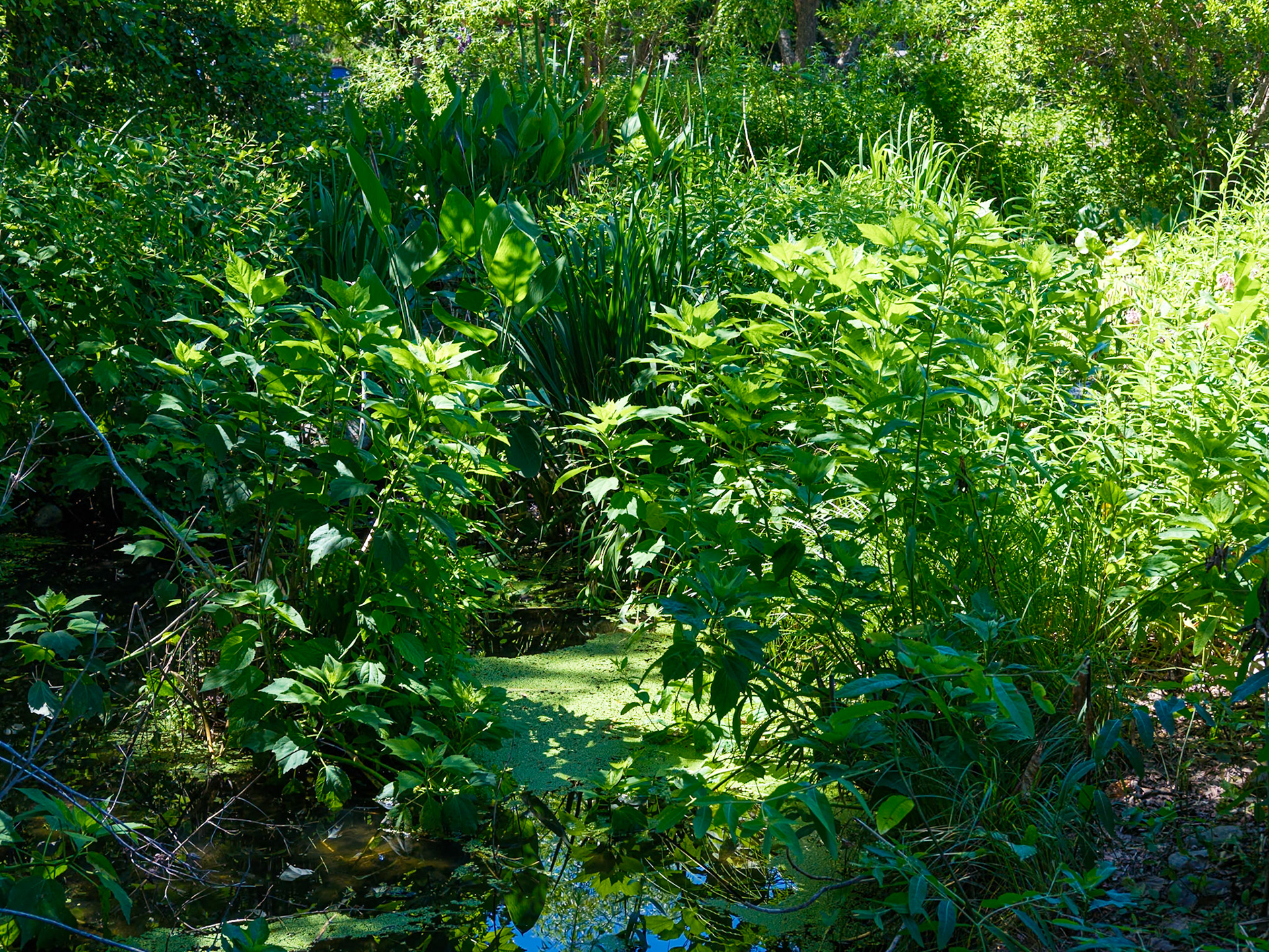 Close Up of Wetland Area of the Zoo