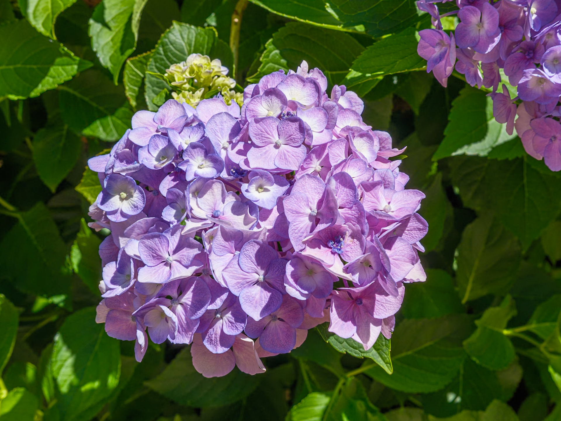 Lavender Petals at St Clement Garden June 2026