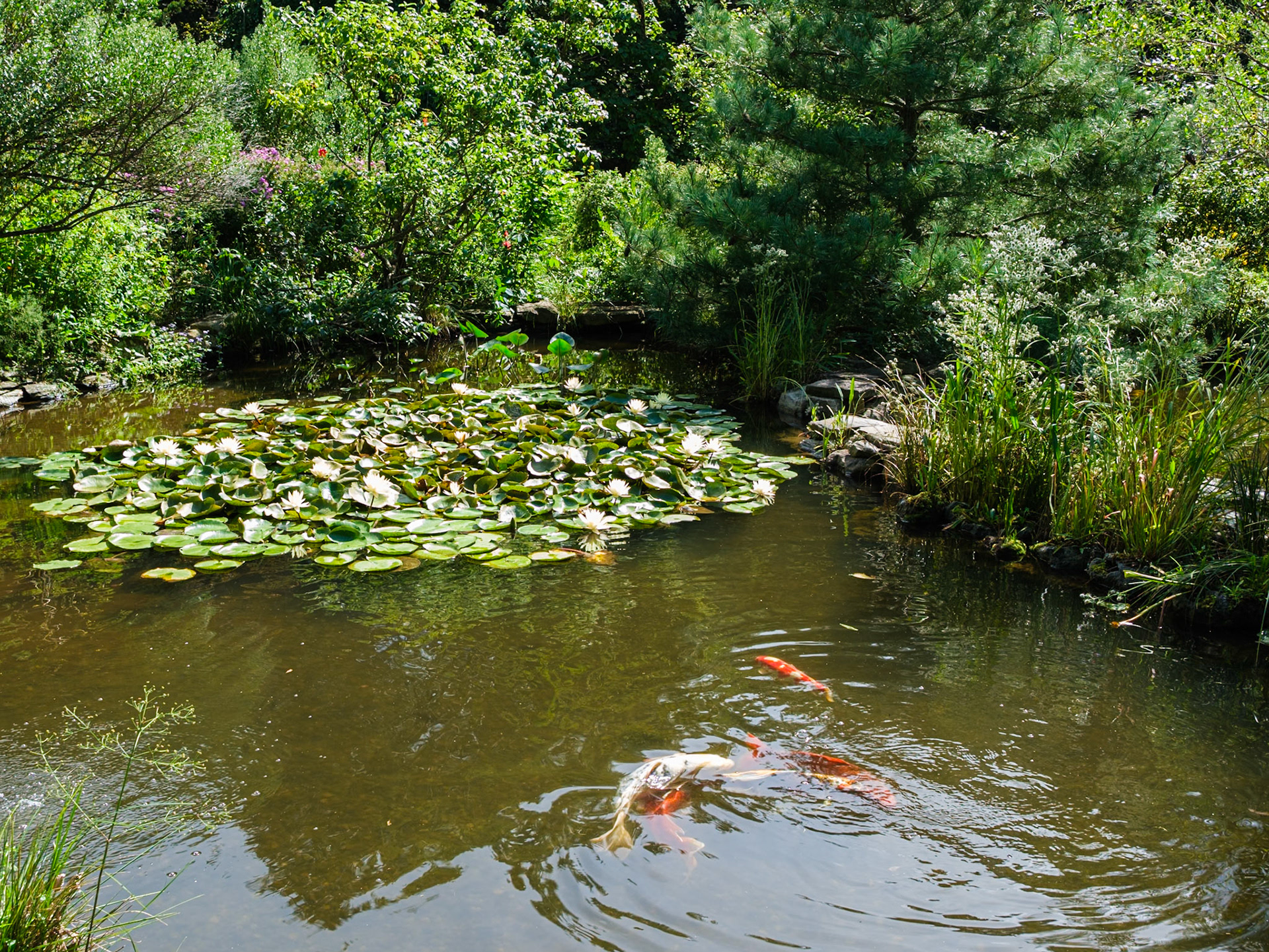 Water Lily Pond and Fishes