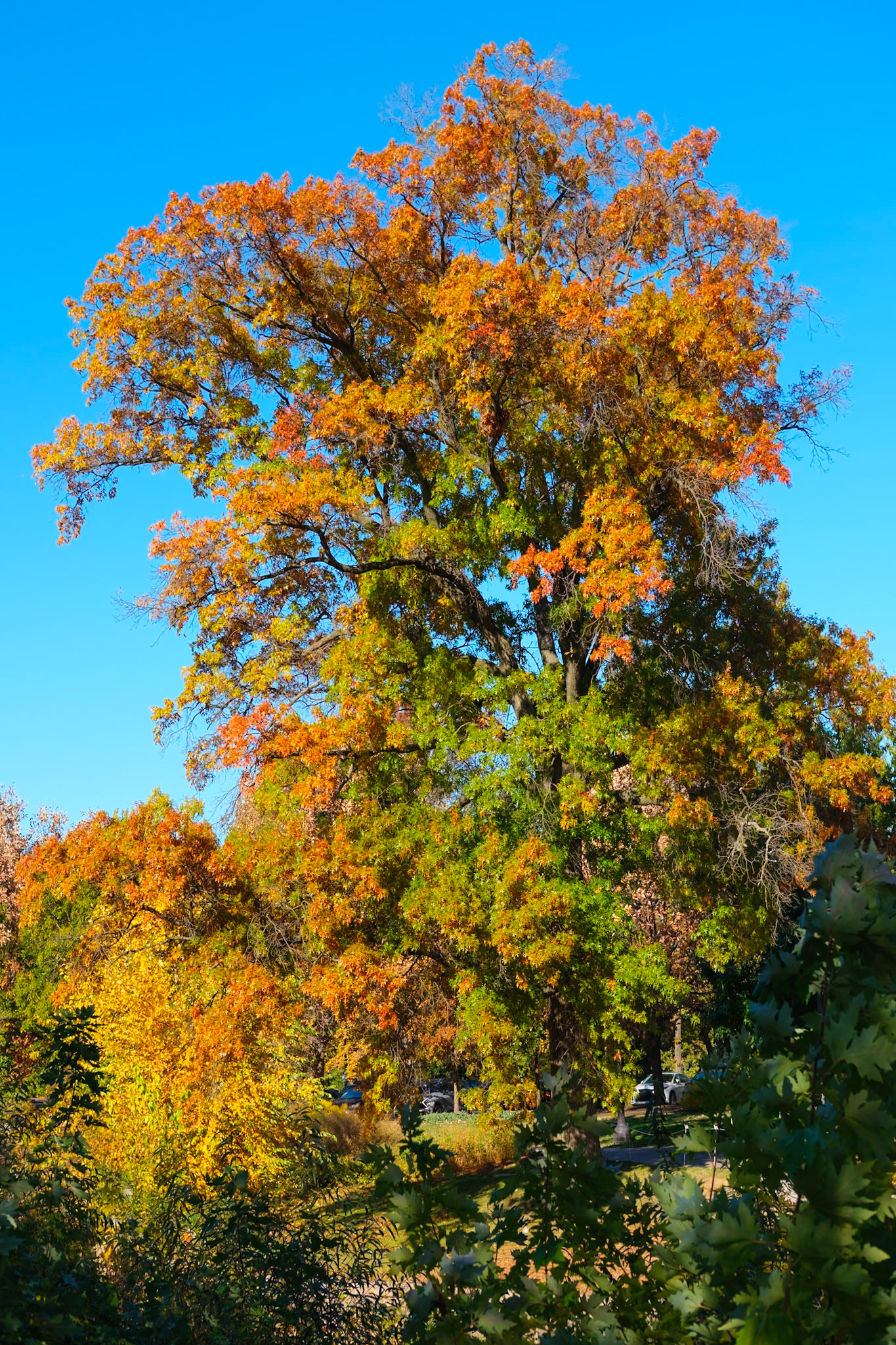 Old Tall Tree Near Start of Boat House Row section of Fairmoount