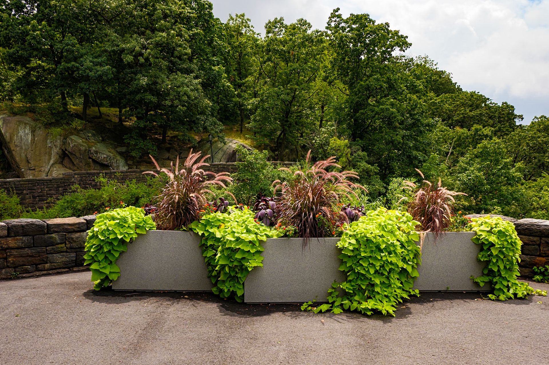 Potted Plants at Fort Tryon July 2024
