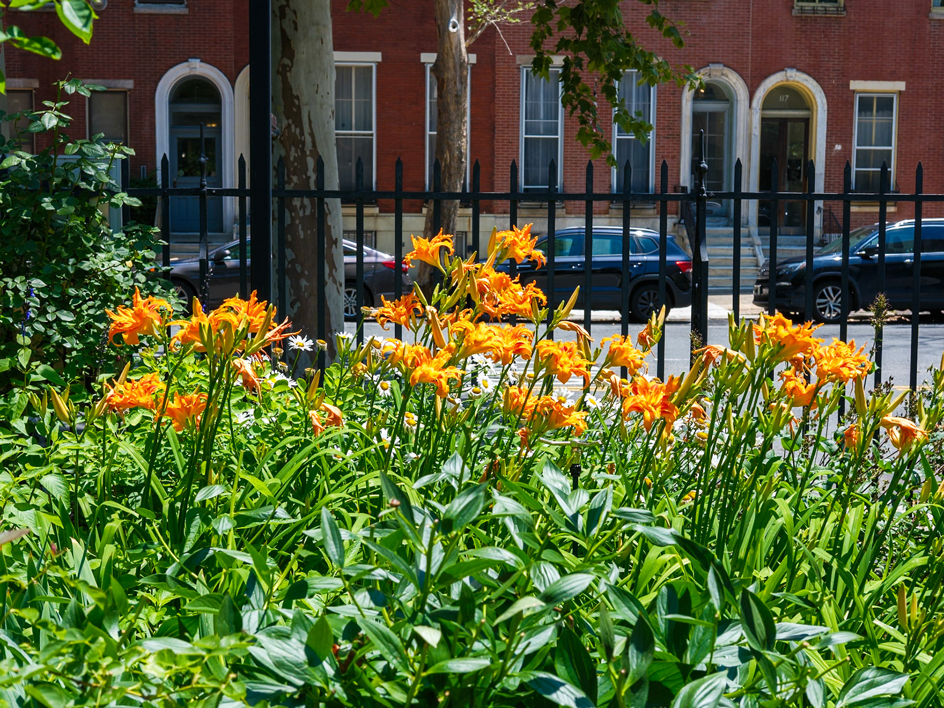 Tiger Lillies at St Clement Garden on 29 June 2026