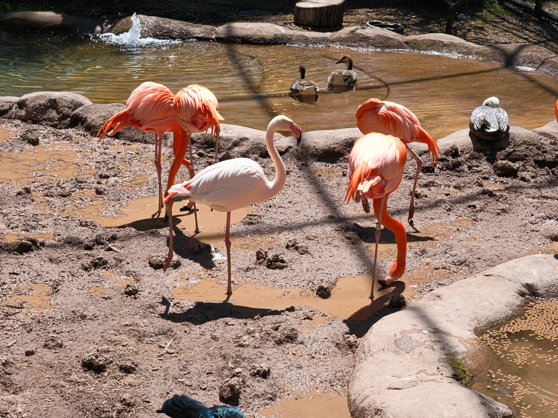 Close View of Flamingos