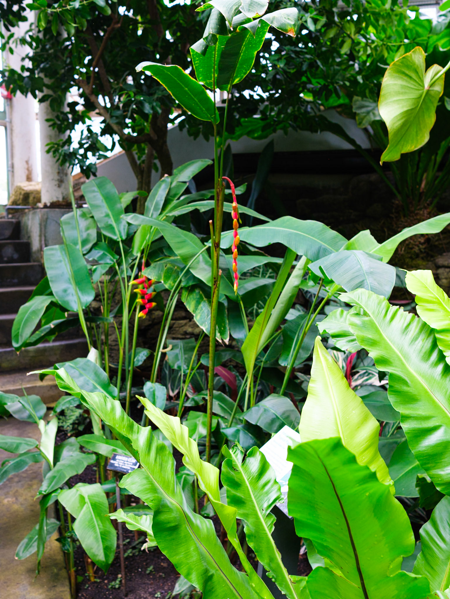 Taller Leafy Plant in Tropical Hall at Brooklyn Botanic