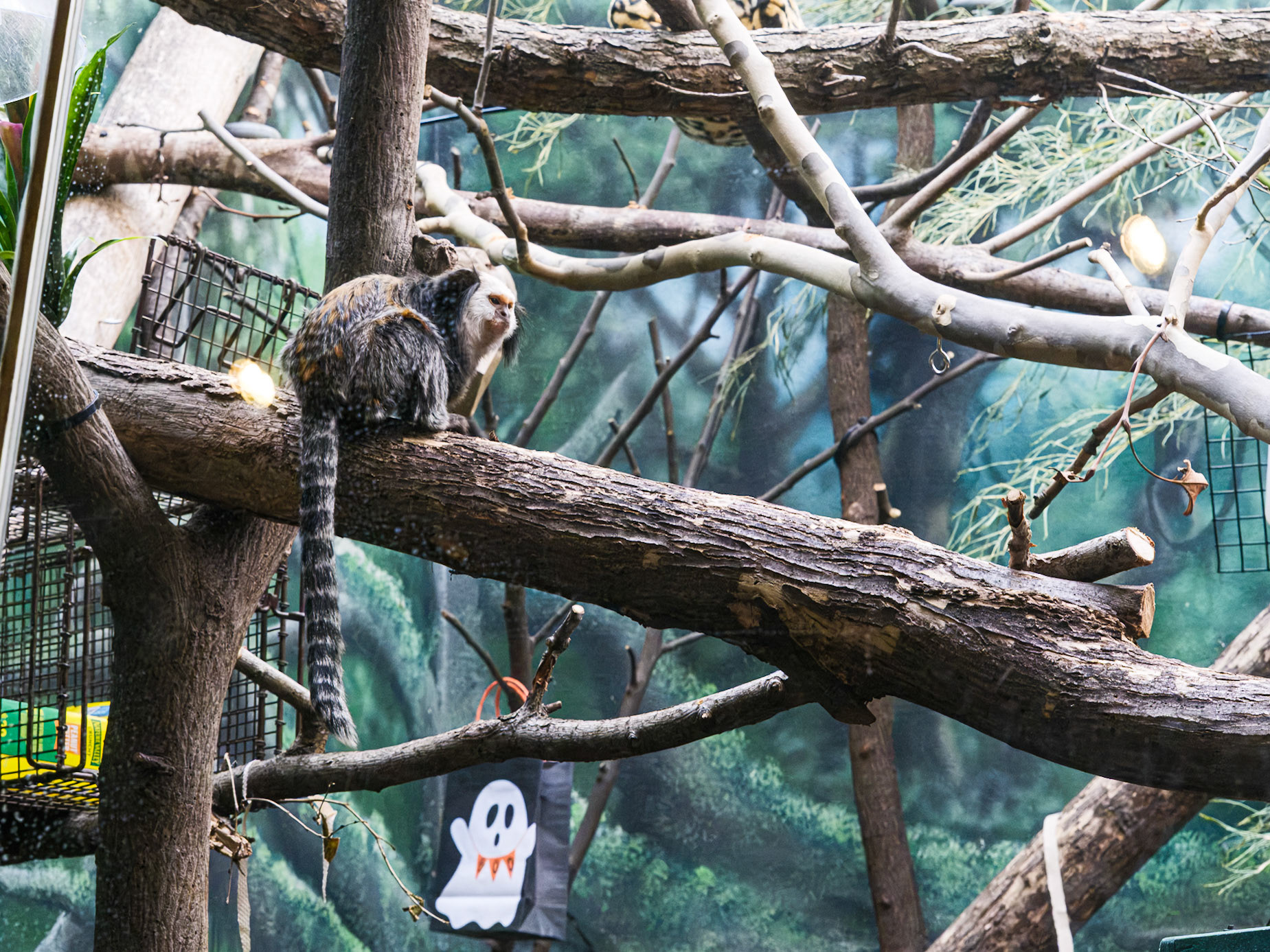 White Faced Monkey With Striped Tail
