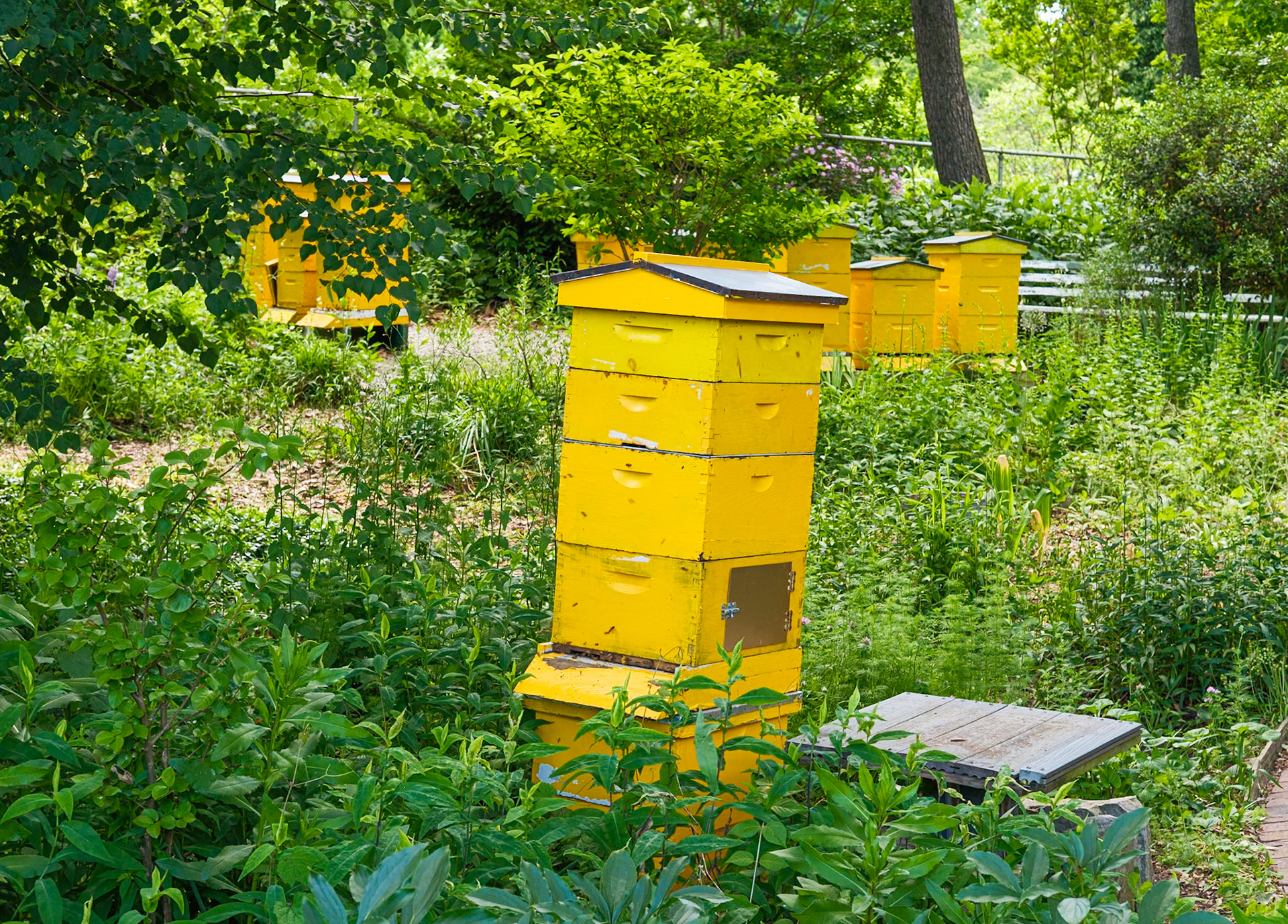 Beehive with Bees at Queens Botanical Garden