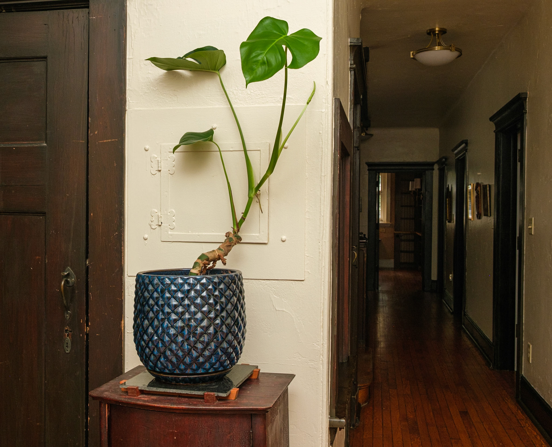 Potted Plant in Second Floor Hallway of Rectory