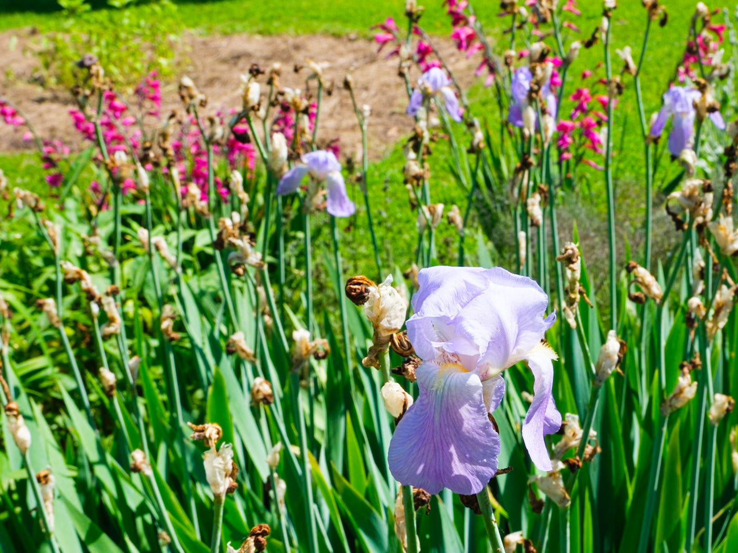 Last Lavender Flowers at Bartram's