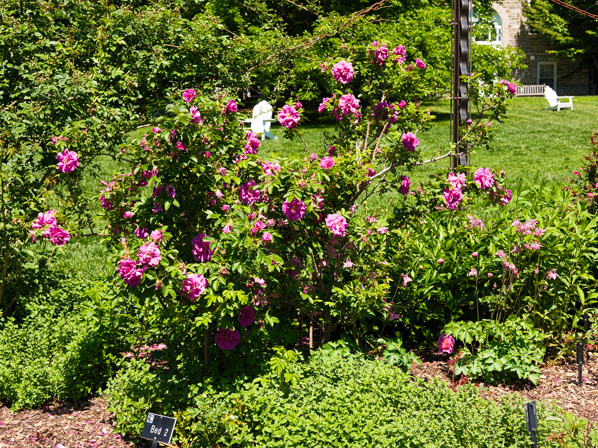 Lavender Colored Flowers at Swarthmore
