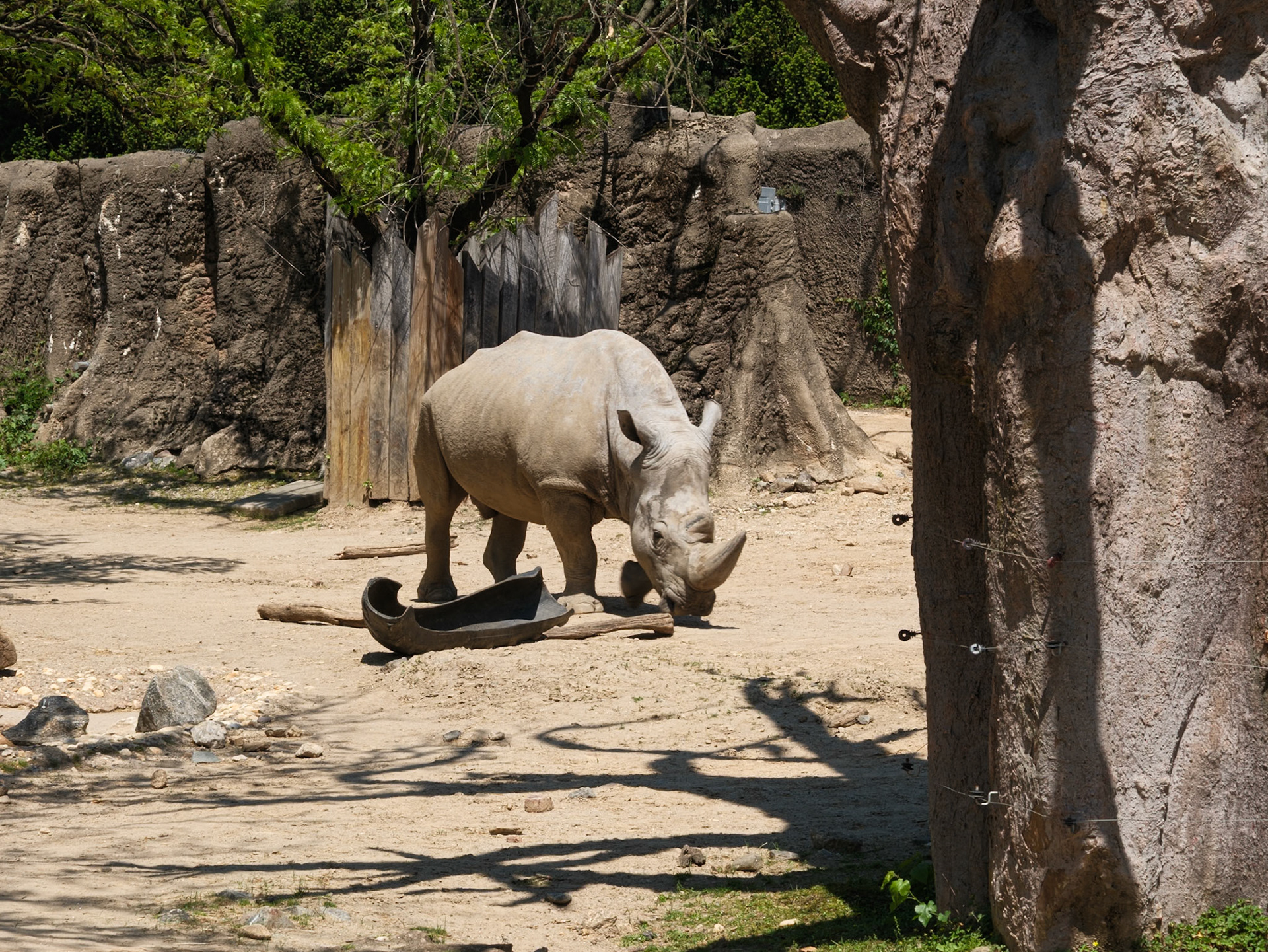White Rhino