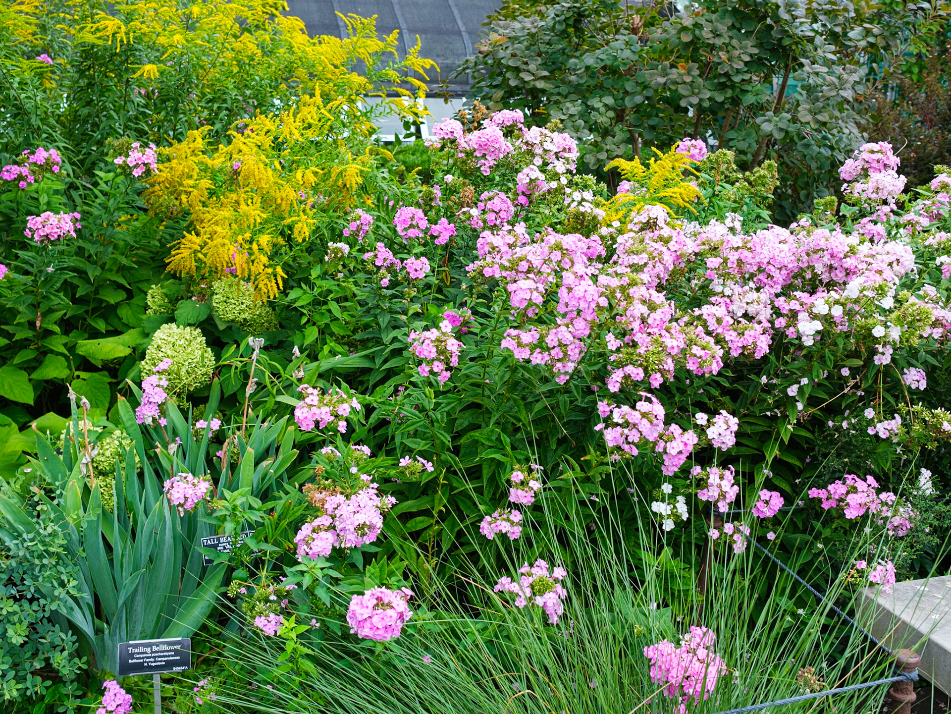 Flowering Bushes Near Water Lily Pool at Brooklyn Botanic