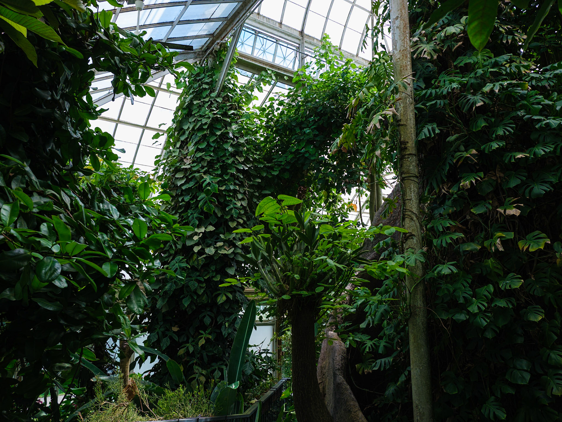 Tall Tropical Vine