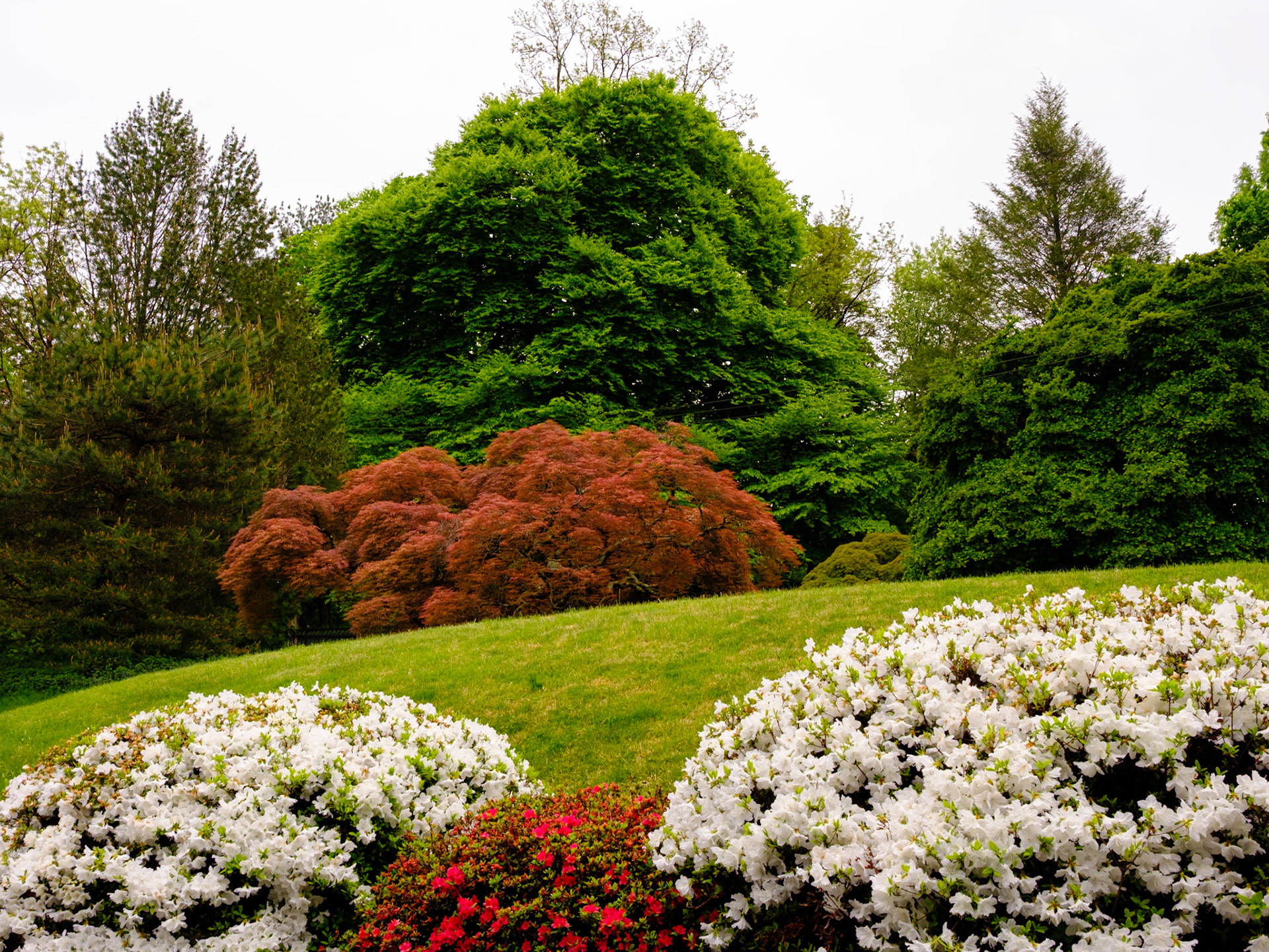 Hillside Trees Near Japanese House