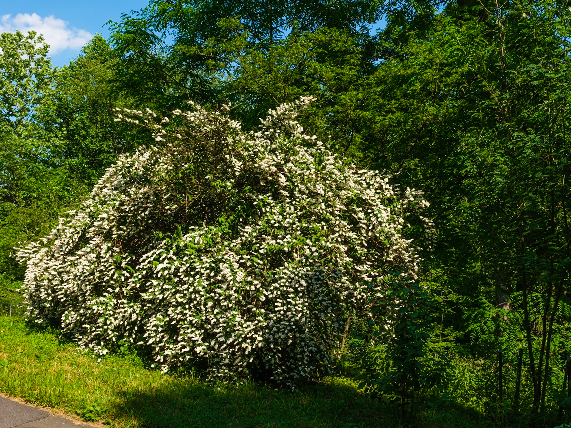 Large White Blossoming Bush at Bartram's