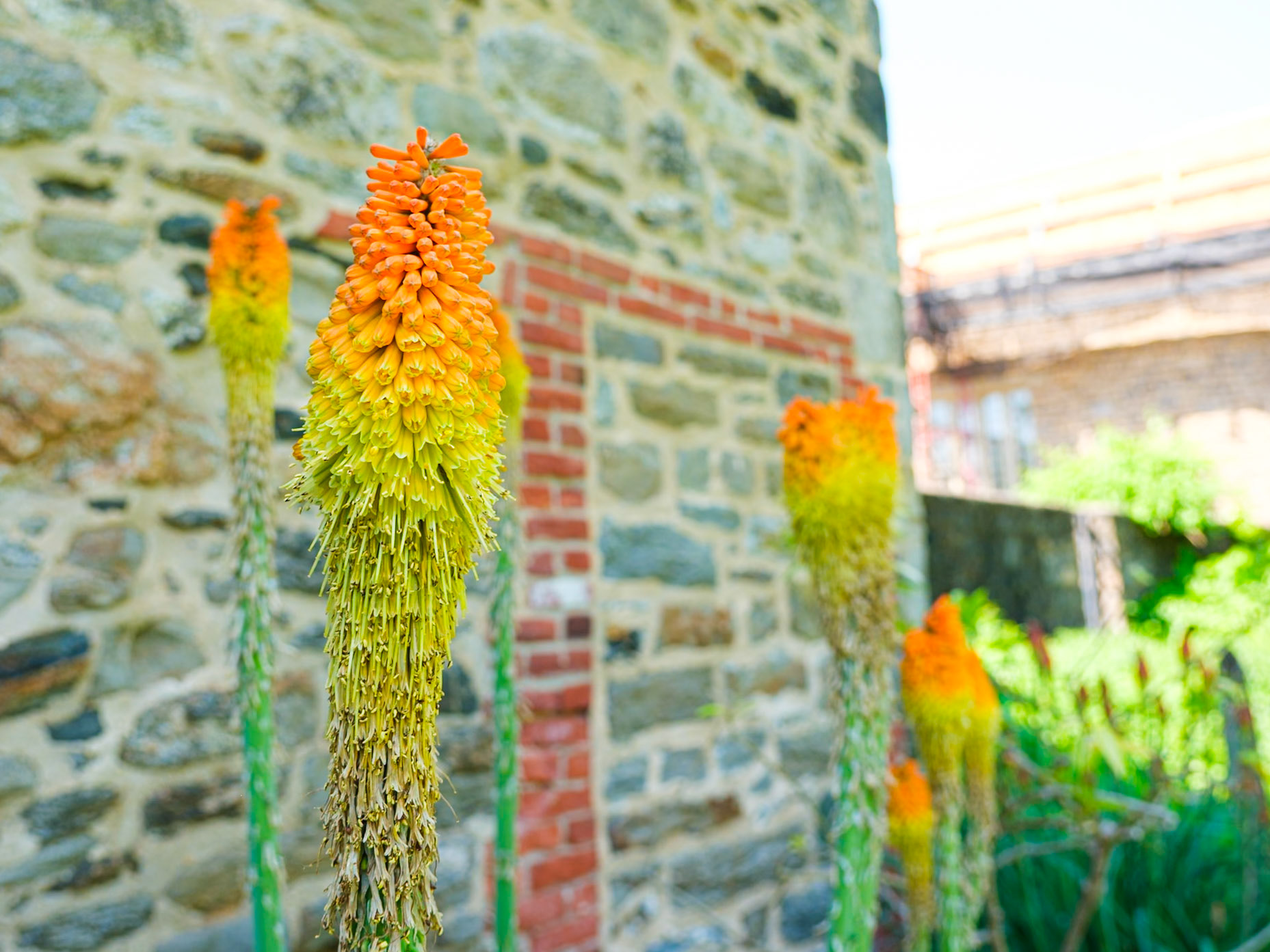 Orange Orchids on Cob at Bartram's