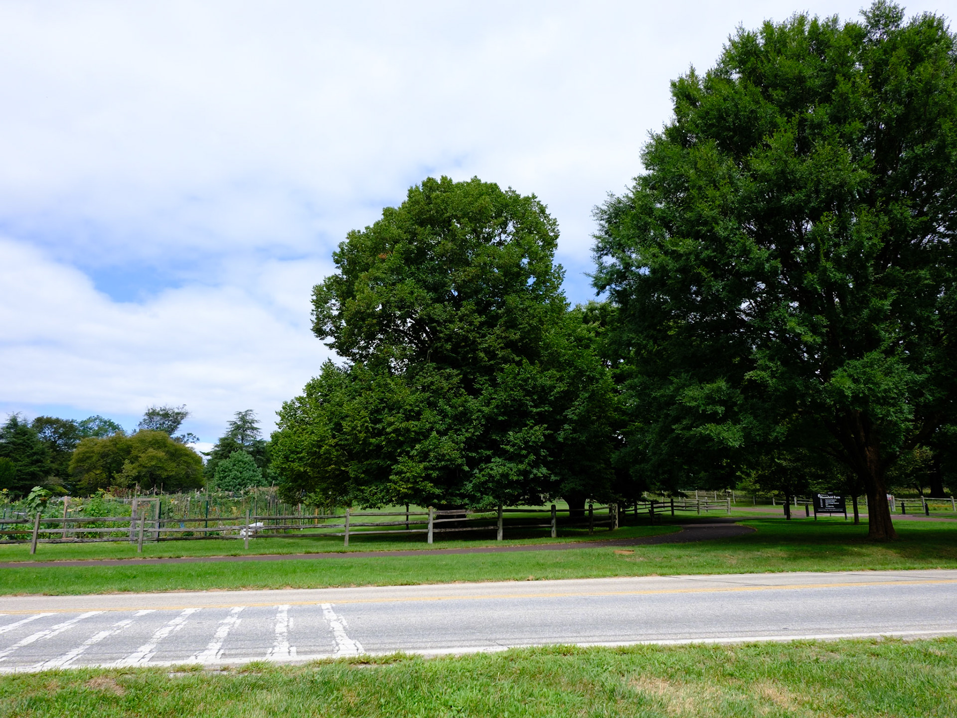Pair of Trees Across Road from Morris Arboretum August 2024