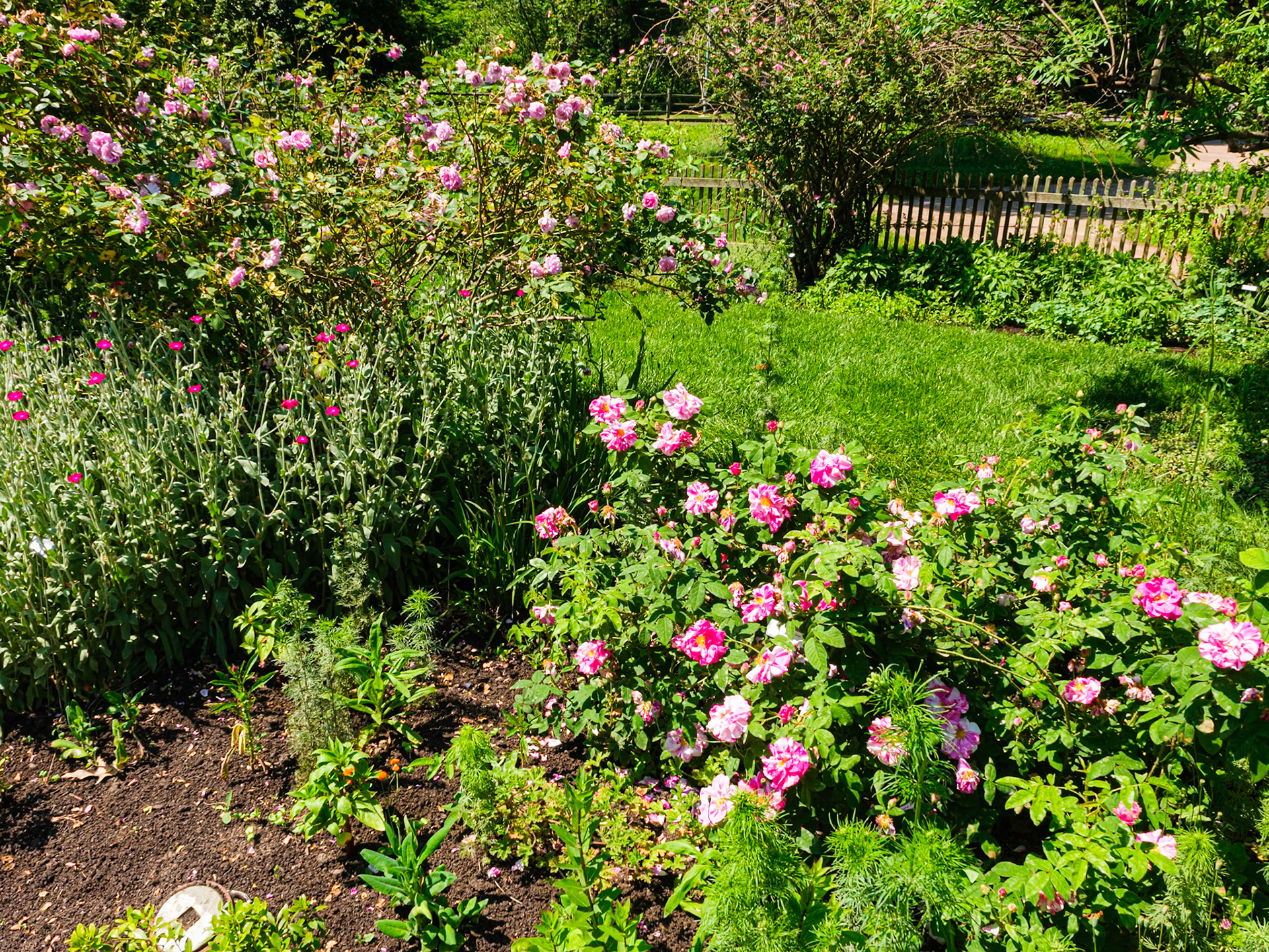 Roses at Bartram’s