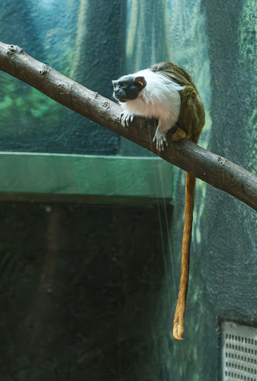 Long Tailed Rare Monkey
