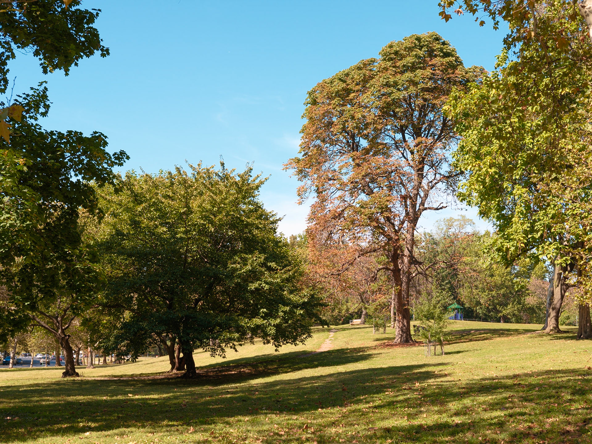 Tall Tree on Fairmount Hillside