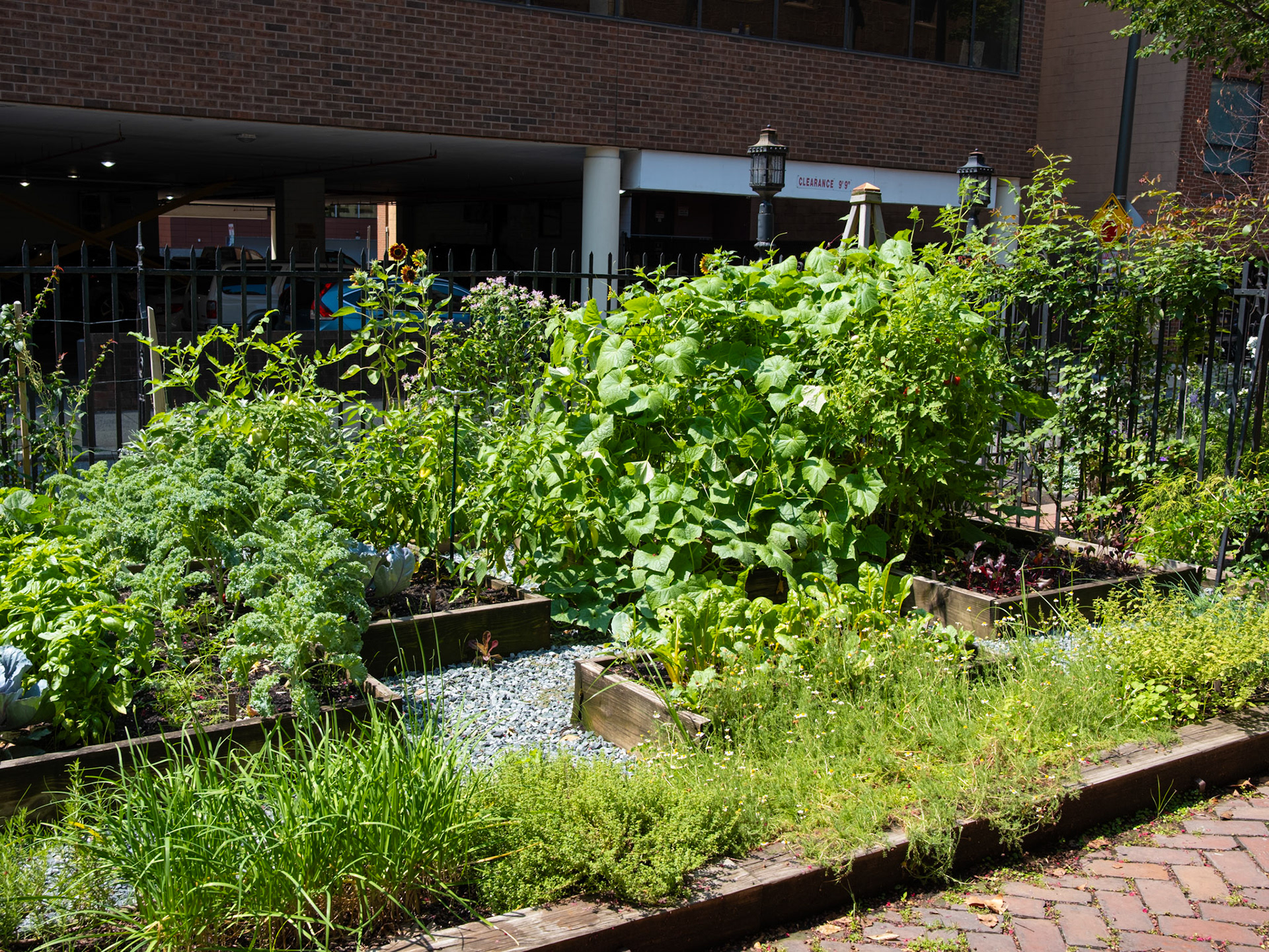 More Growing Veggies at St Clement Garden on 24 July 2026
