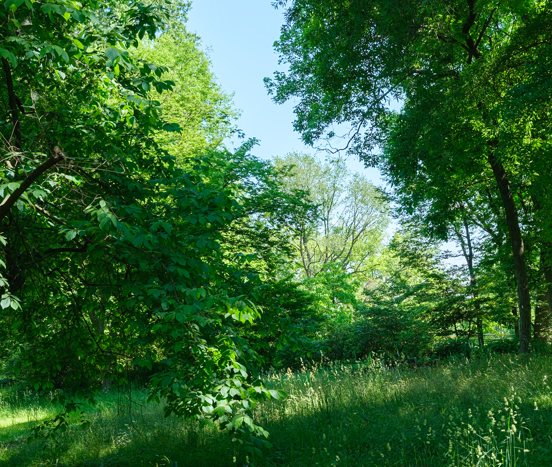 Entering Arboretum Area of Bartram's