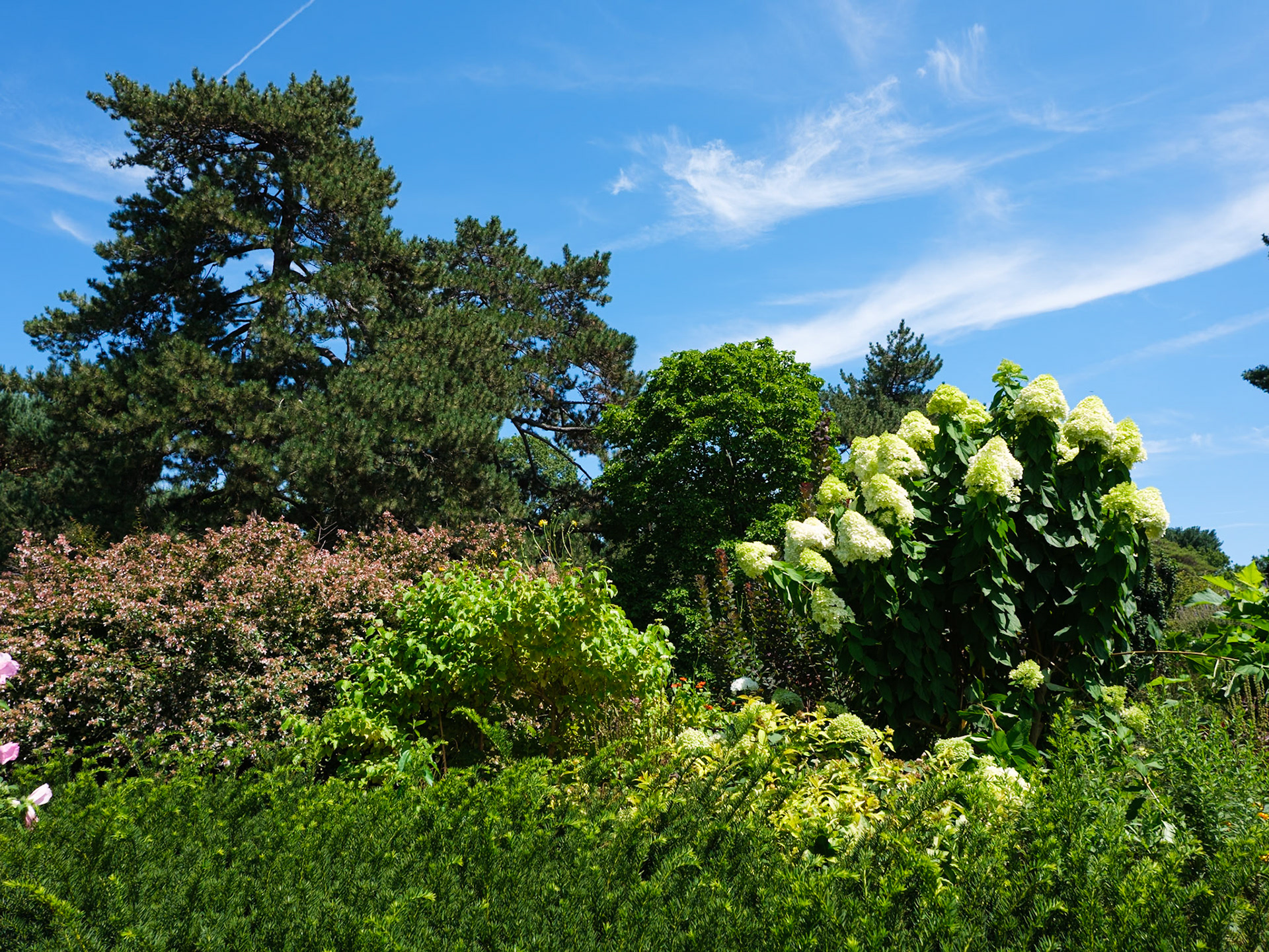 Flowering Tree and Evergreen at  New York  Botanical