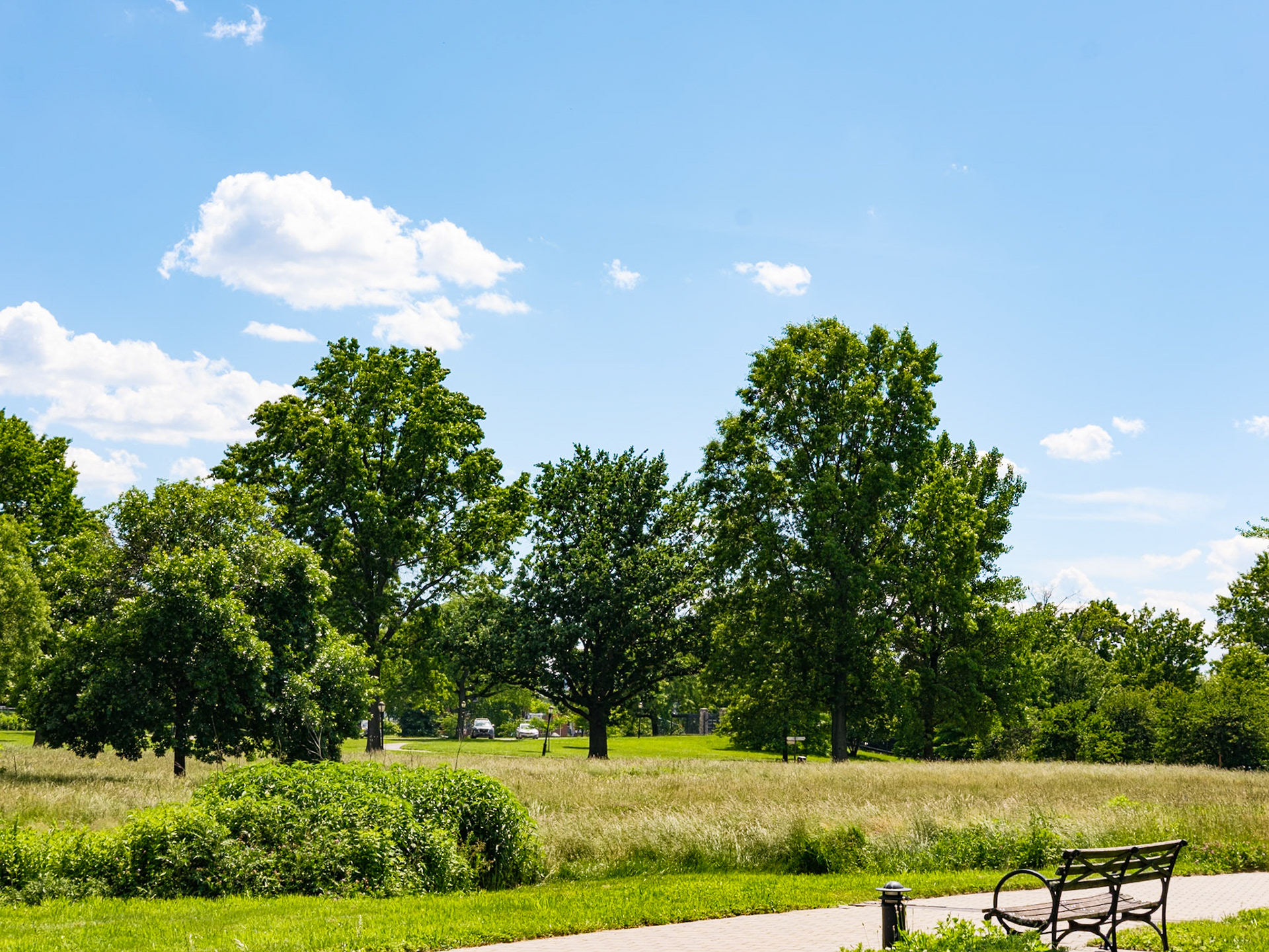 Set of Four Trees at Meadow of Queens Botanical Garden