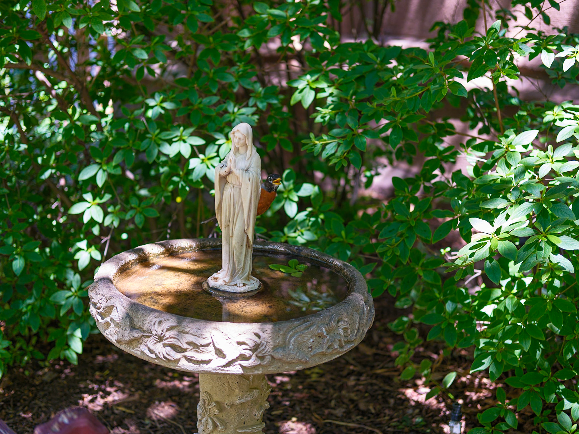 Lady of the Birdbath with Robin June 2026