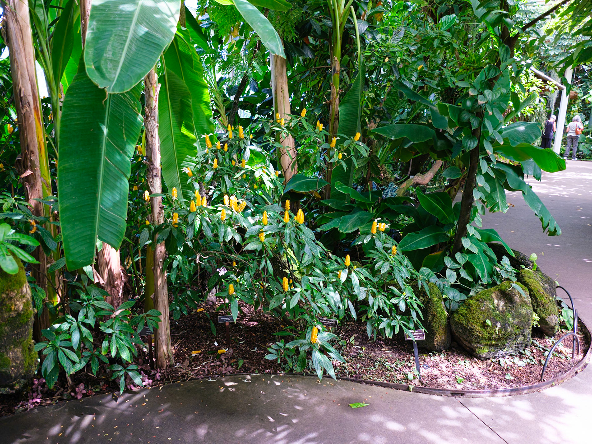 Tropical Bulbs in Conservatory
