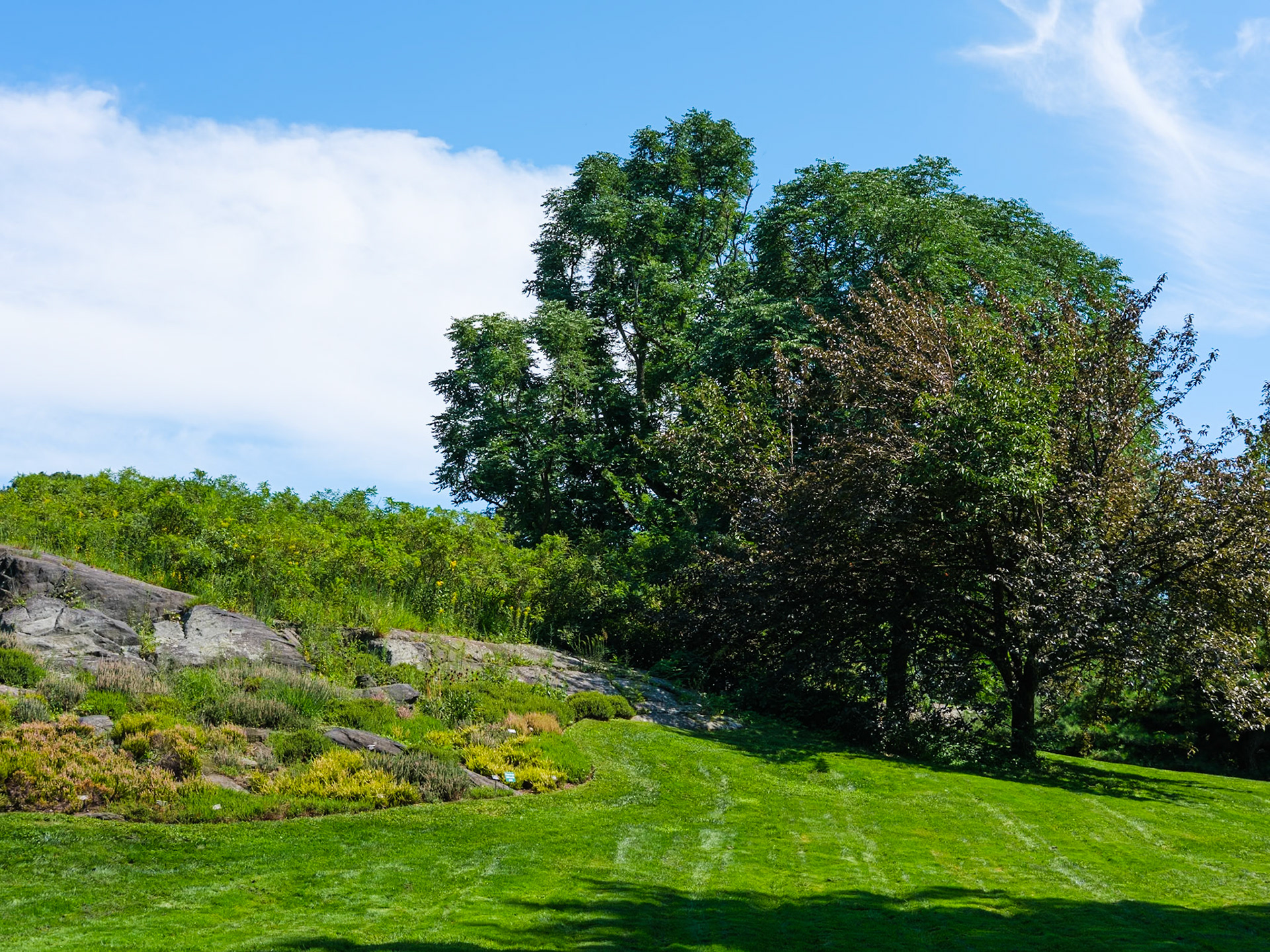 Old Tree Near Rock Garden