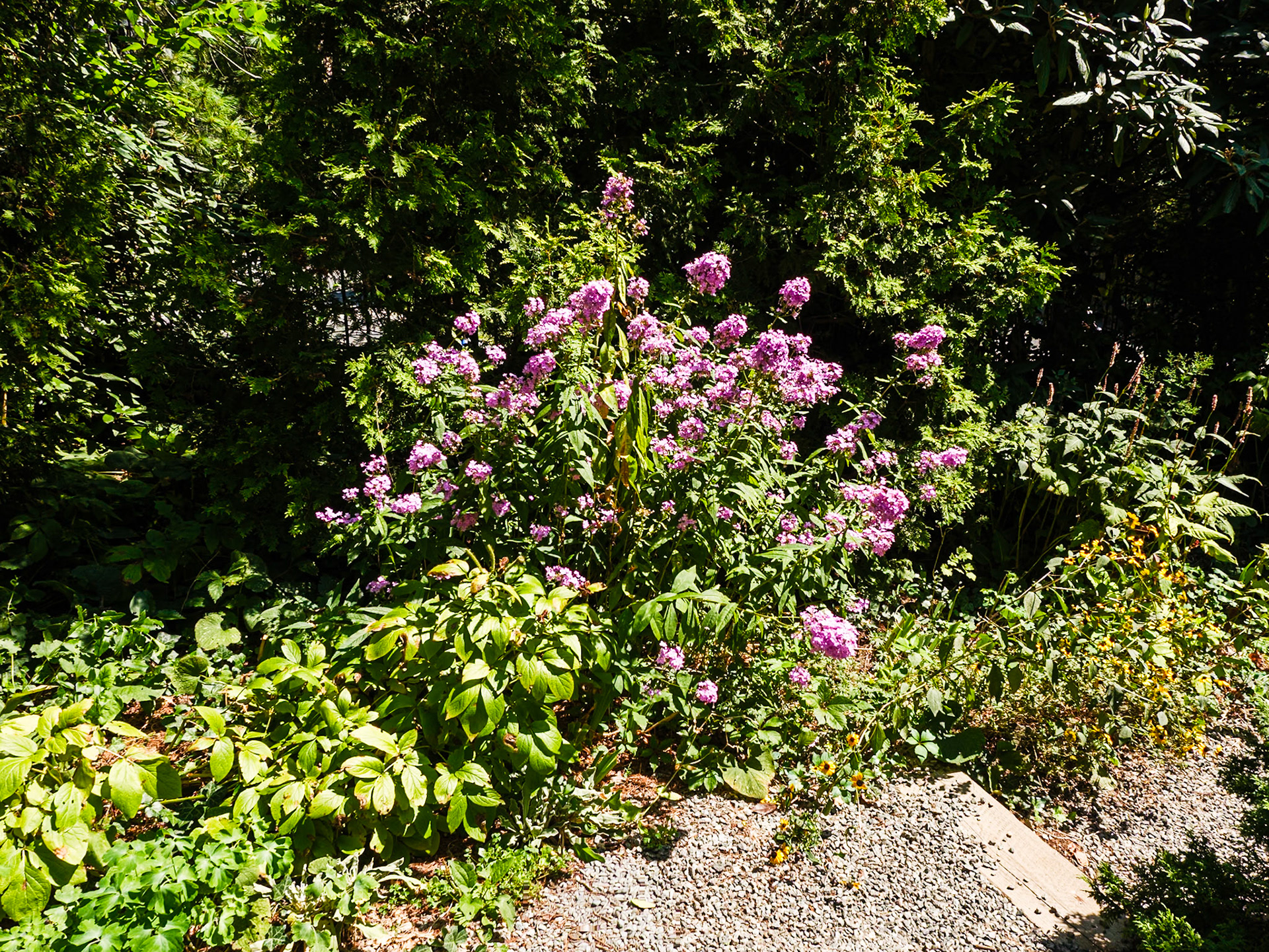 Azaleas at Wave Hill August 2024