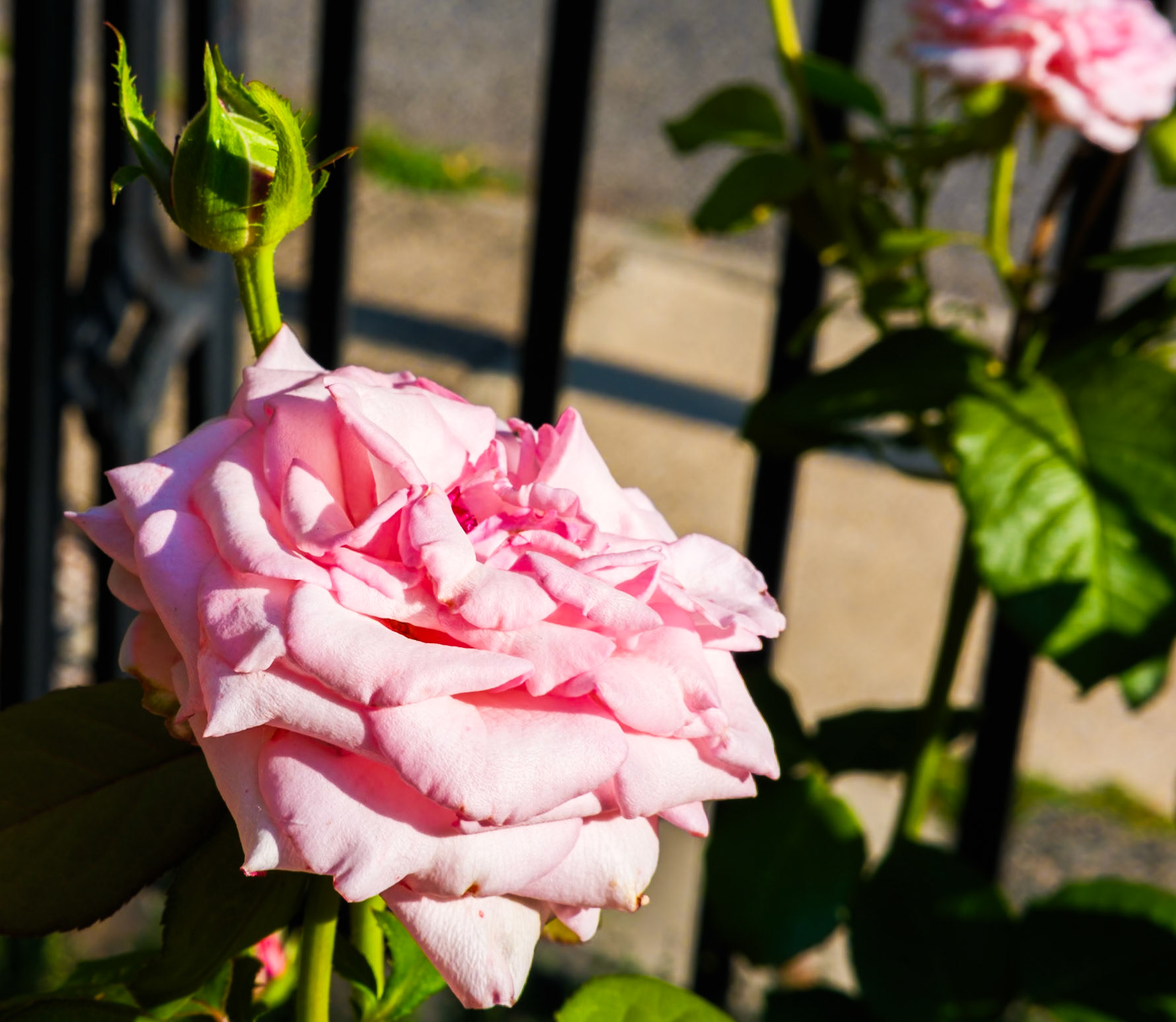 Lavender Rose at Saint Clement Garden Late Afternoon 31 July 2026