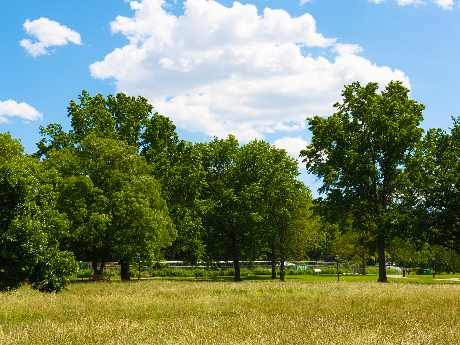 Trees in Meadow Near Parking Area at Queens Botanical