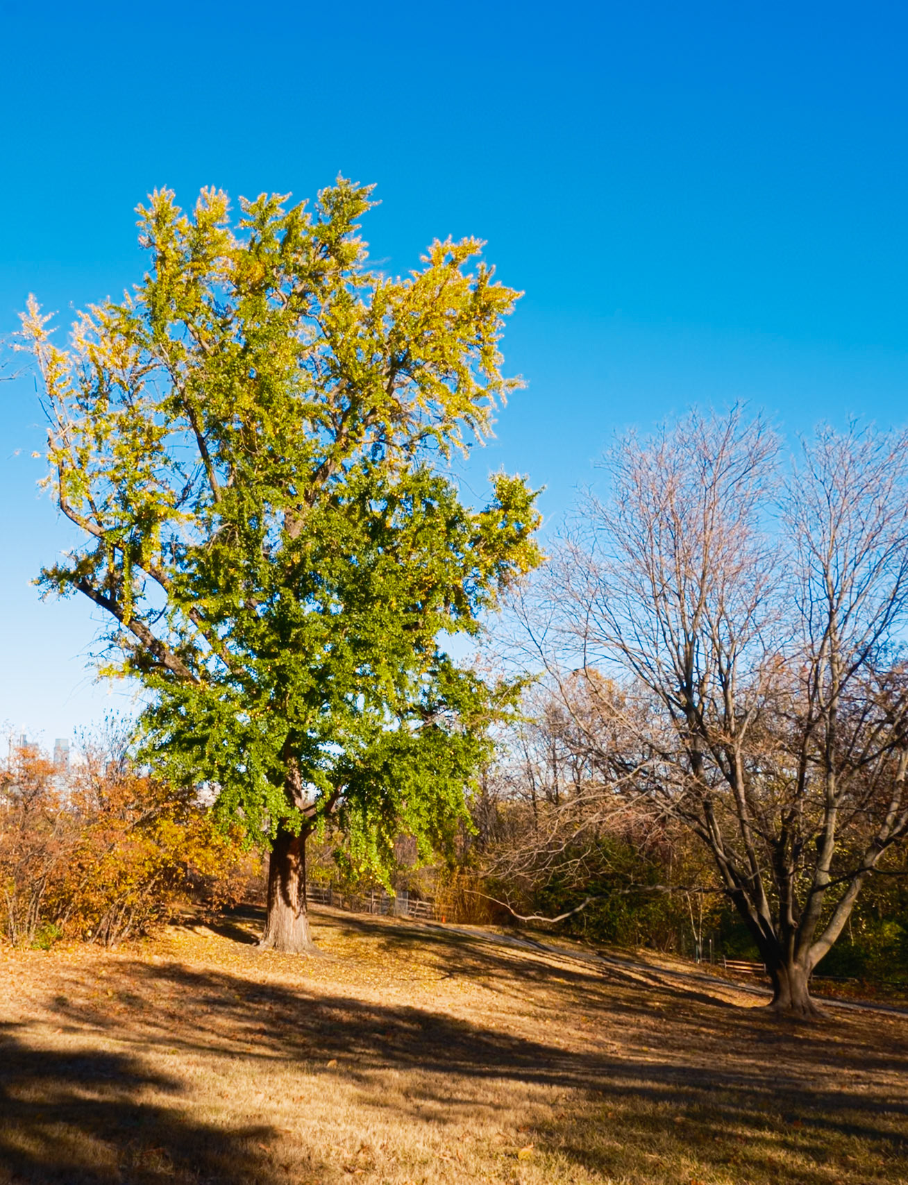 Old Evergreen in November at Bartram’s