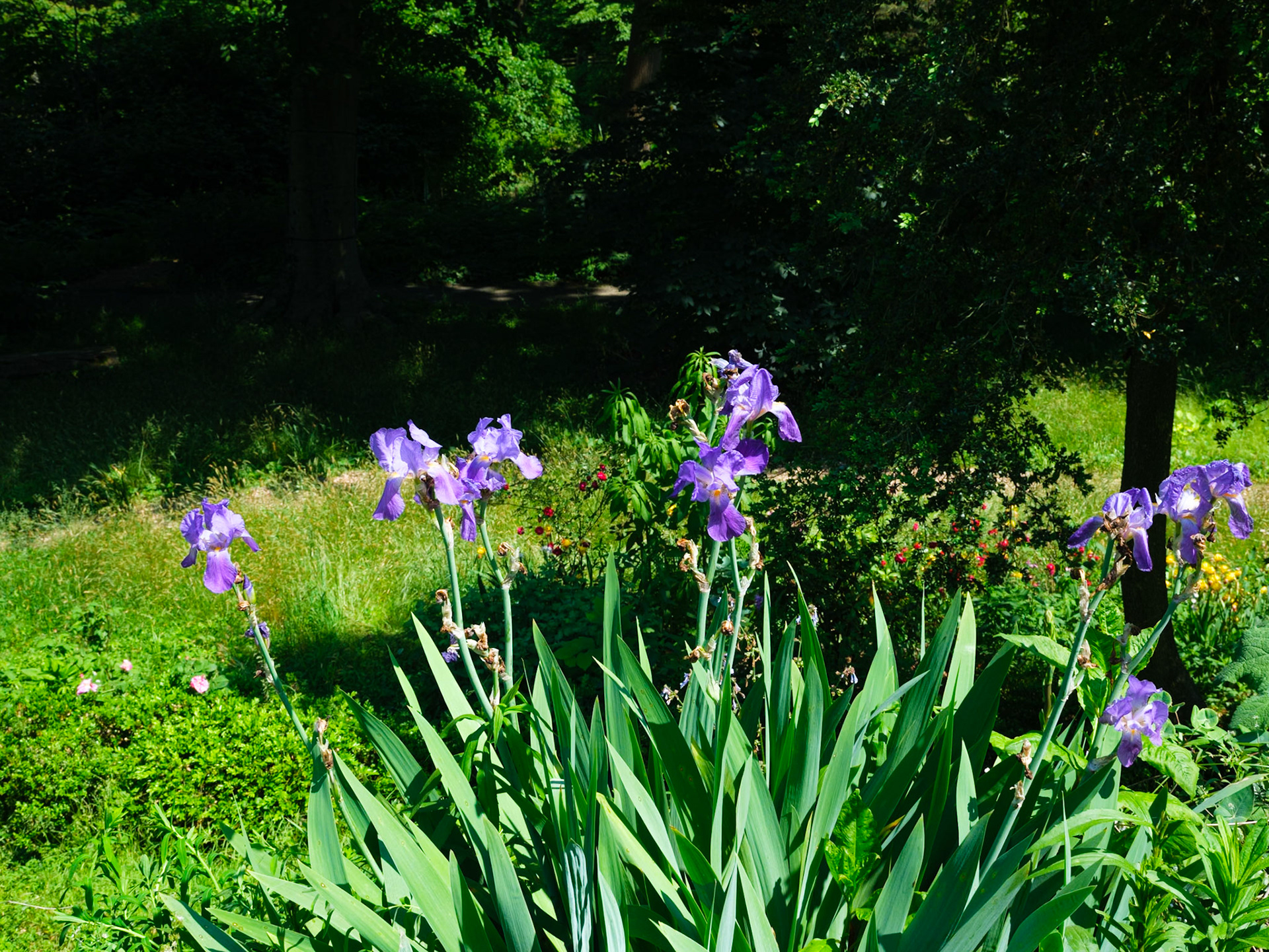 Purple Orchids