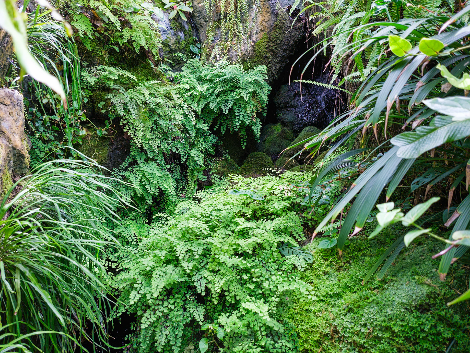 Grotto Ferns at the Conservatory
