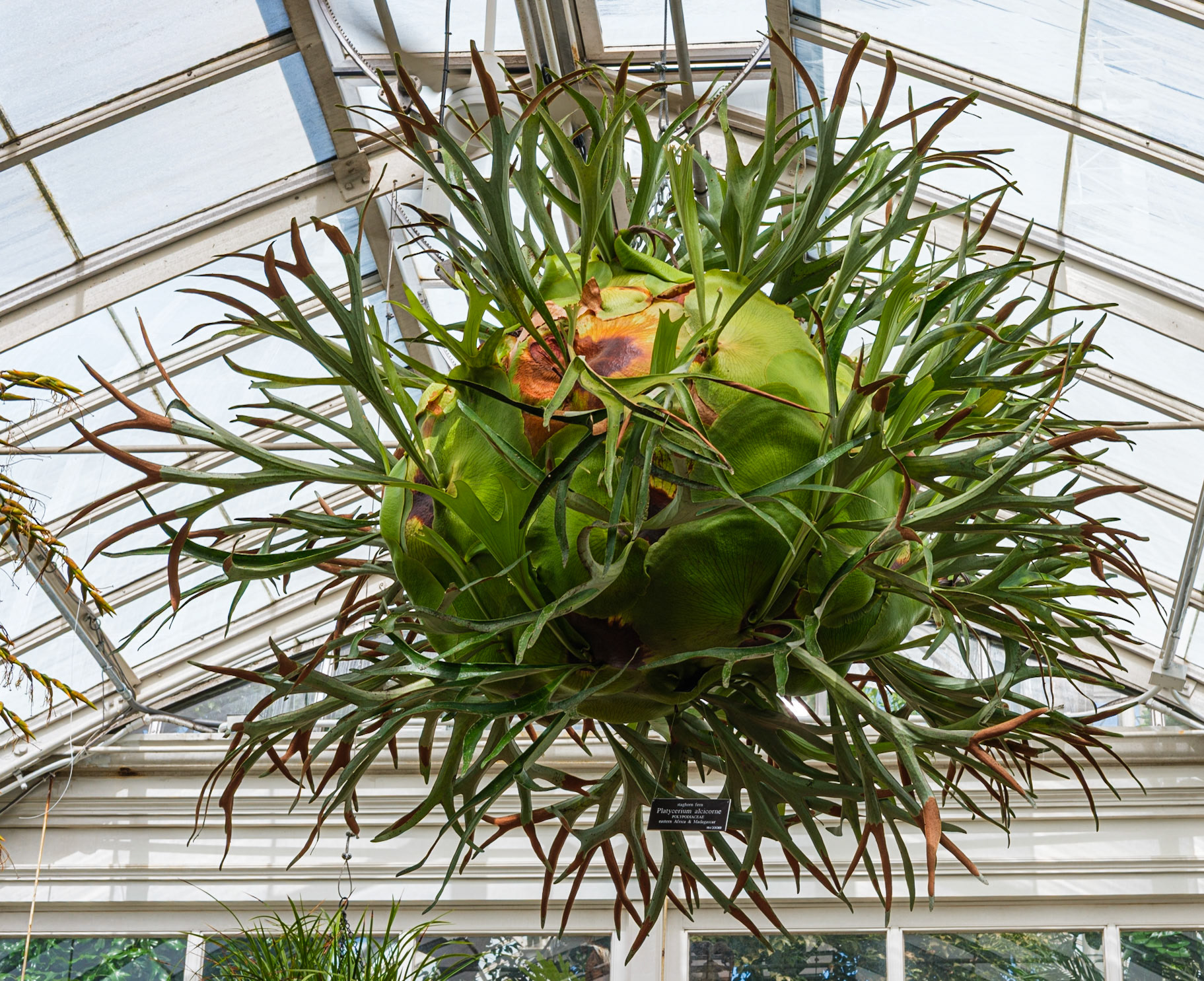 Giant Hanging Fruit?