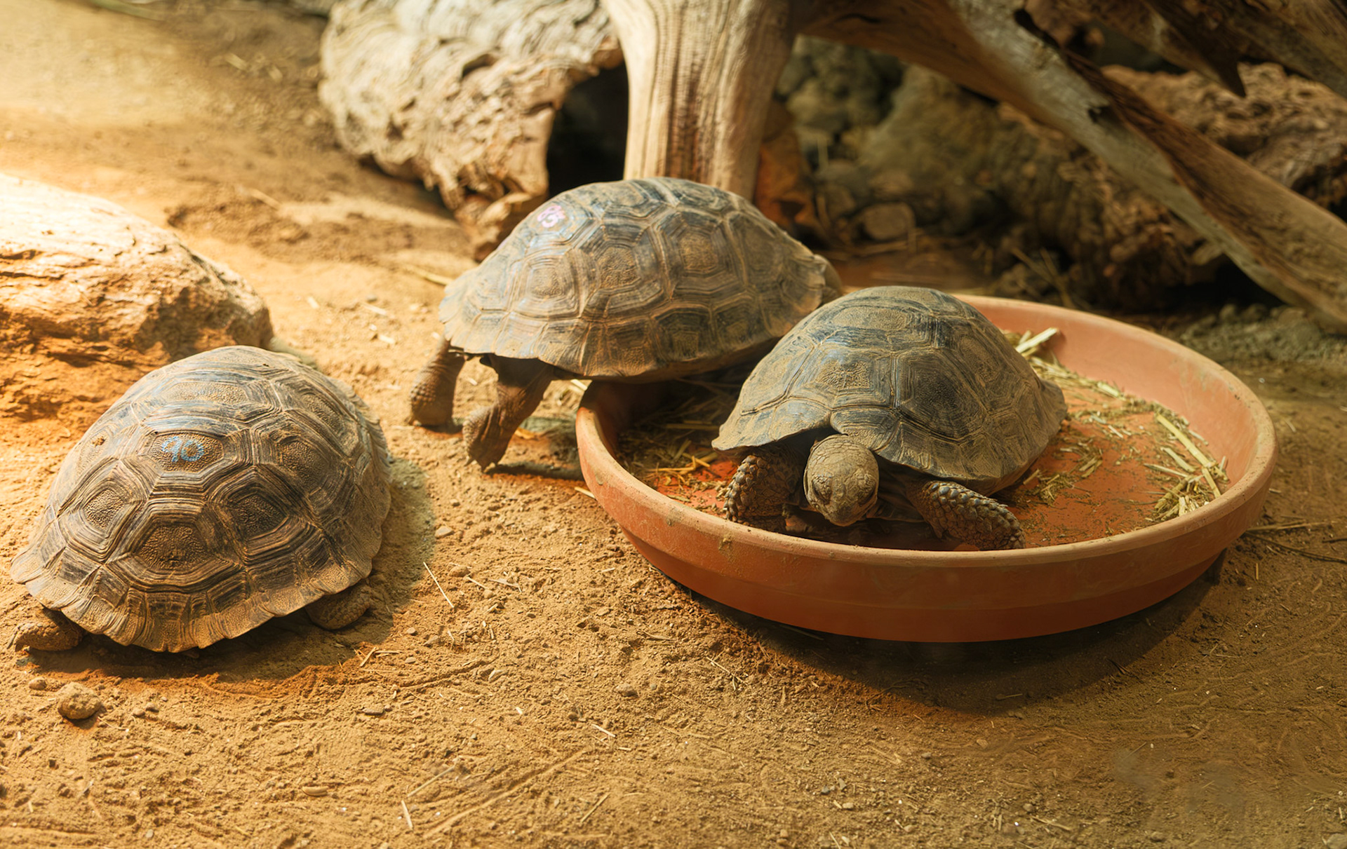 Three Turtles at the Philadelphia Zoo