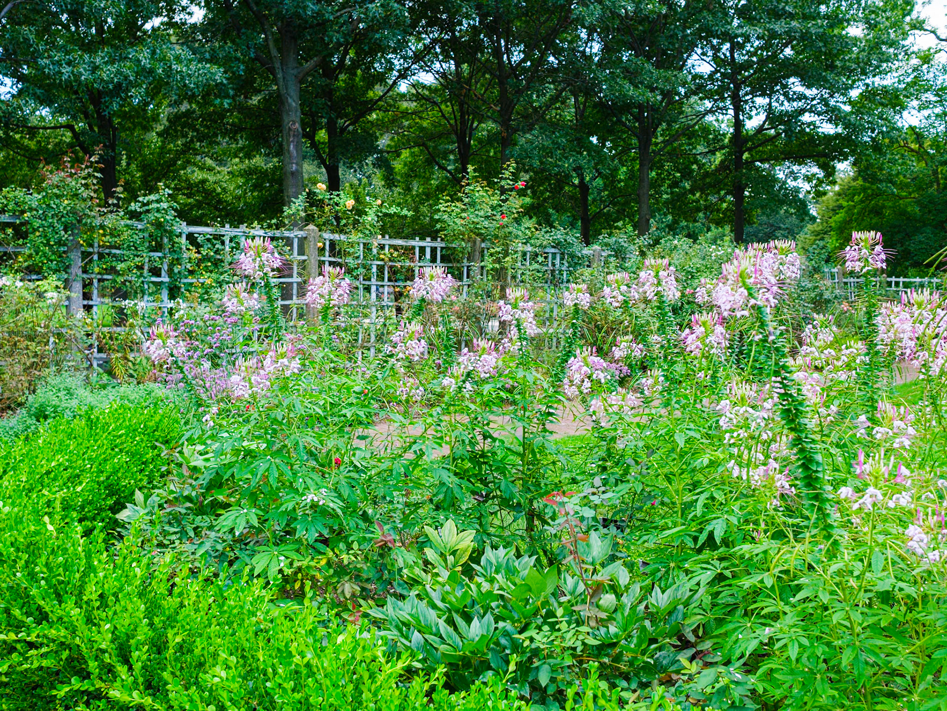 Orchids Near Rose Garden at Brooklyn Botanic