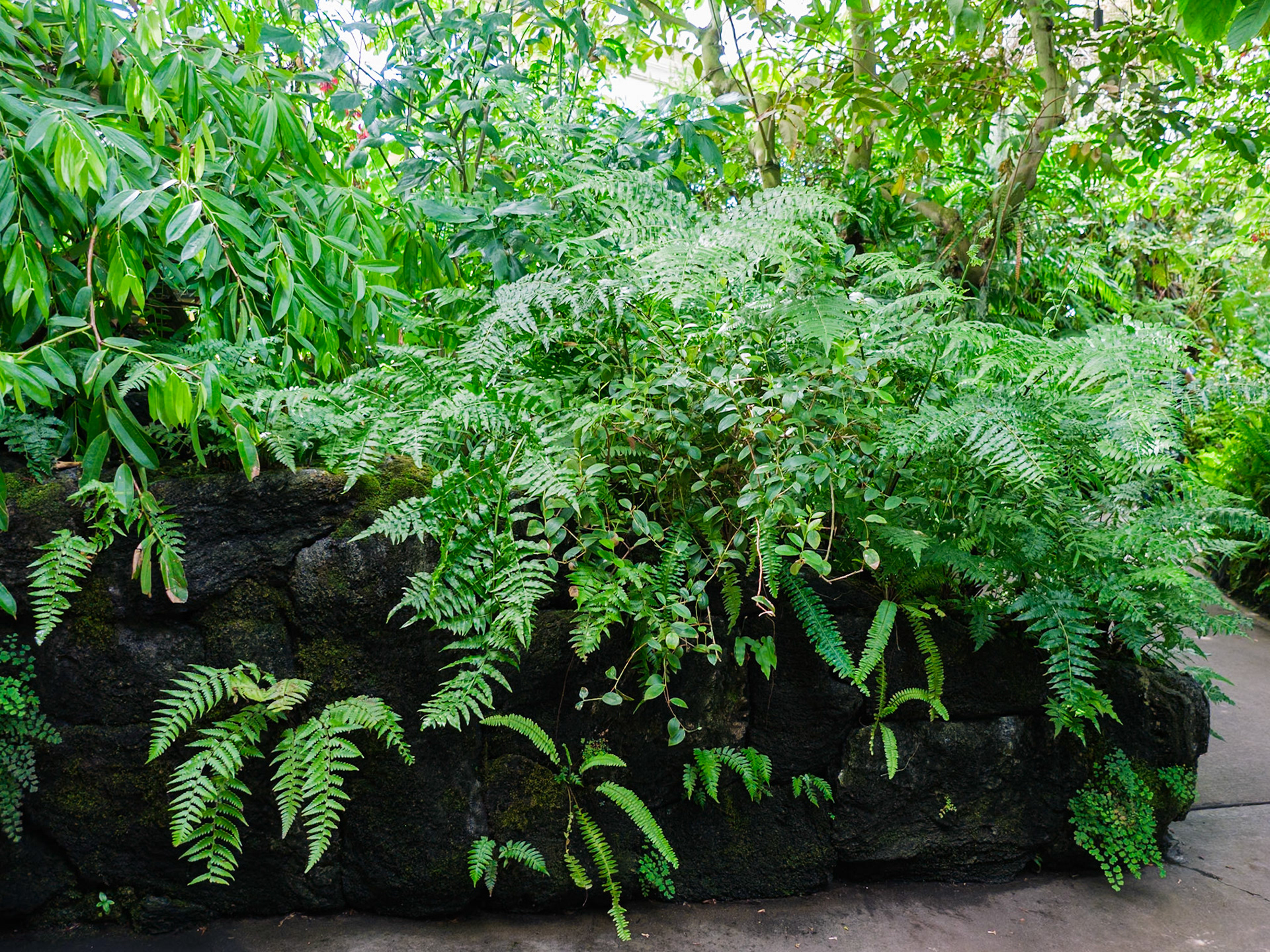 Tropical Hall with Ferns New York Botanical Conservatory