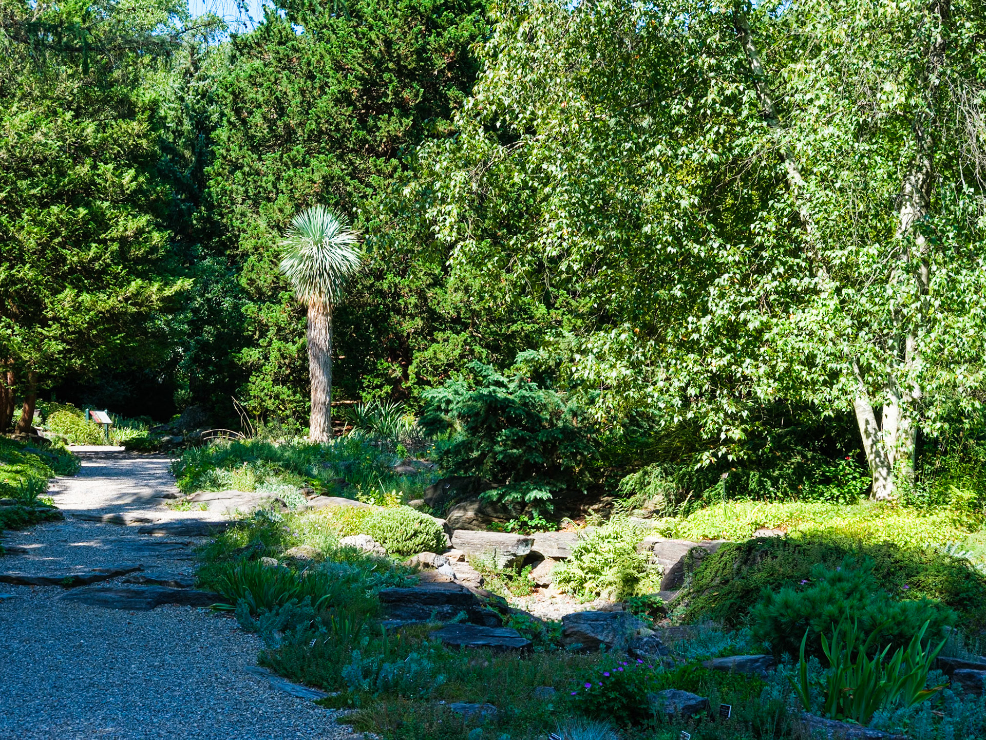 Unusual Rock Garden Tree Along Pathway at NYBG