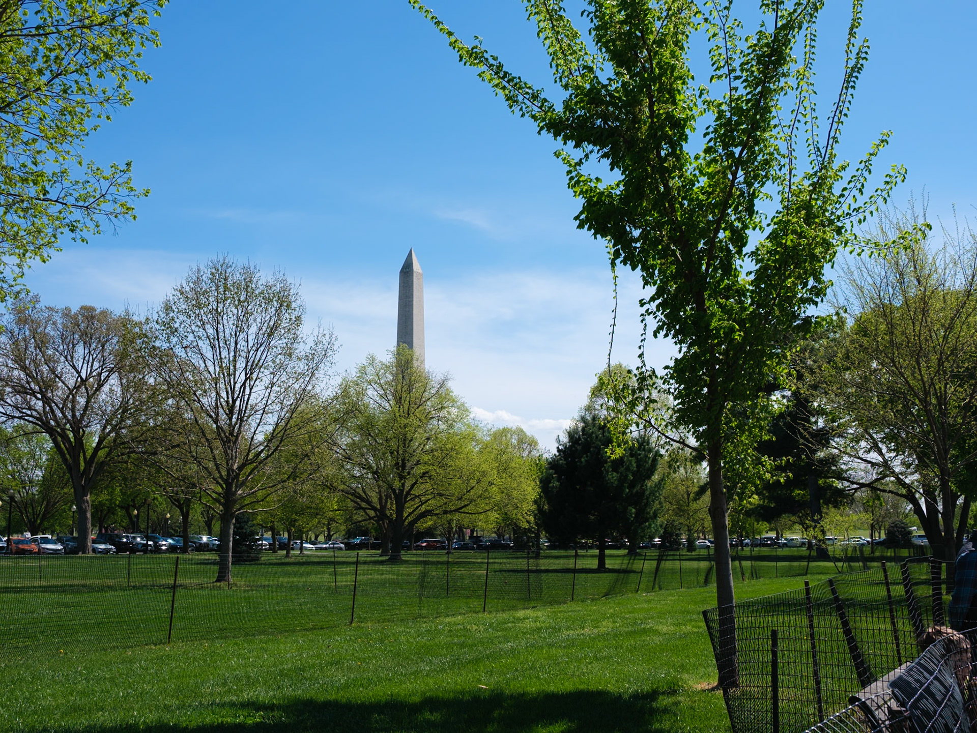 Washington Monument and Tree