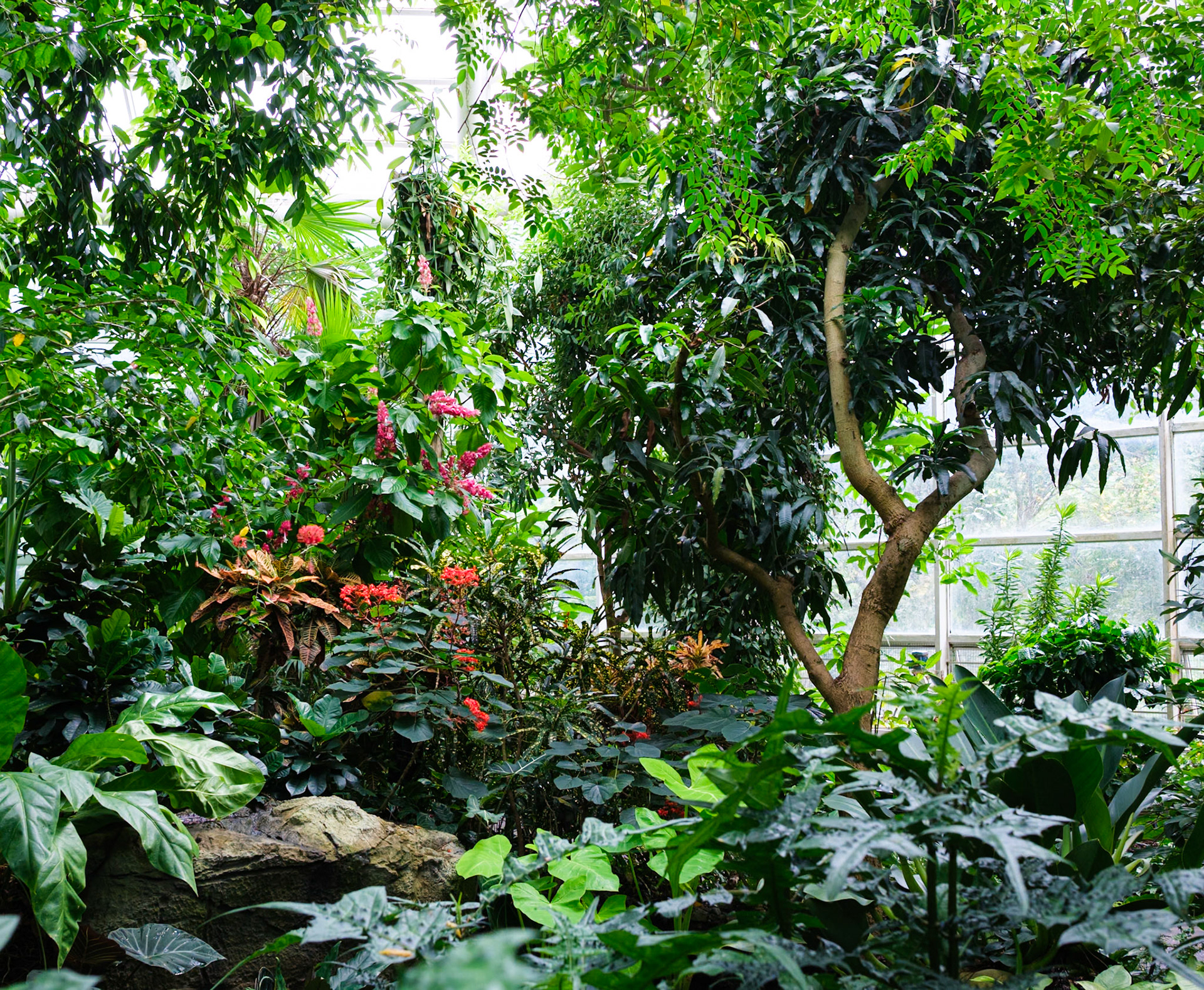 Fine Array in Tropical Hall at Brooklyn Botanic