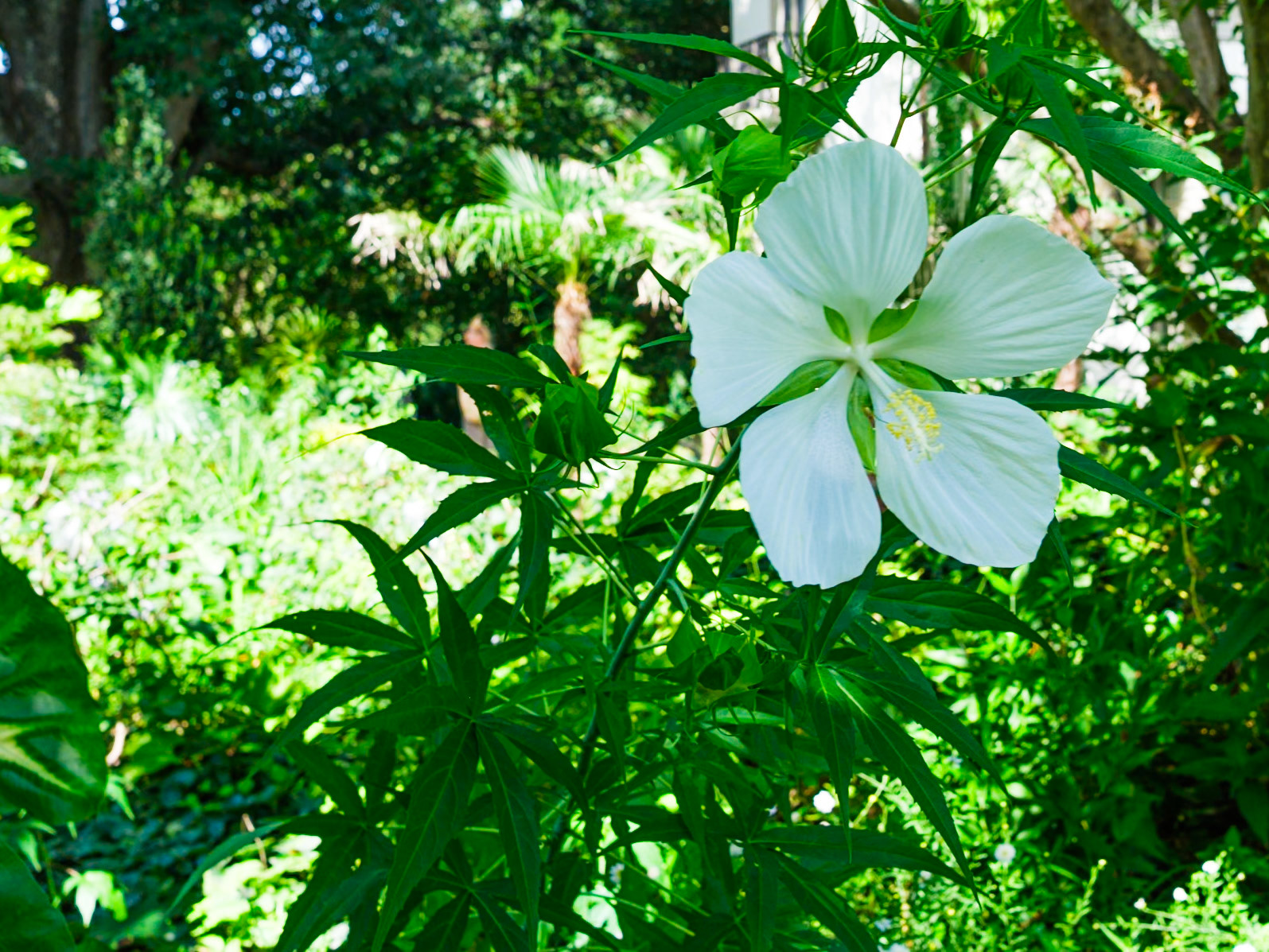 Large White Bloom at Chanticleer